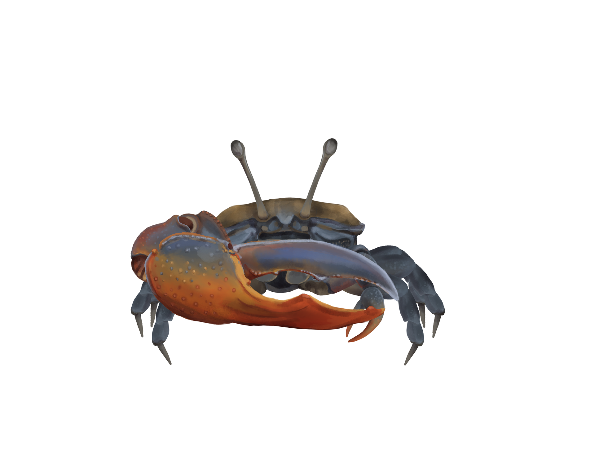 Fiddler Crab