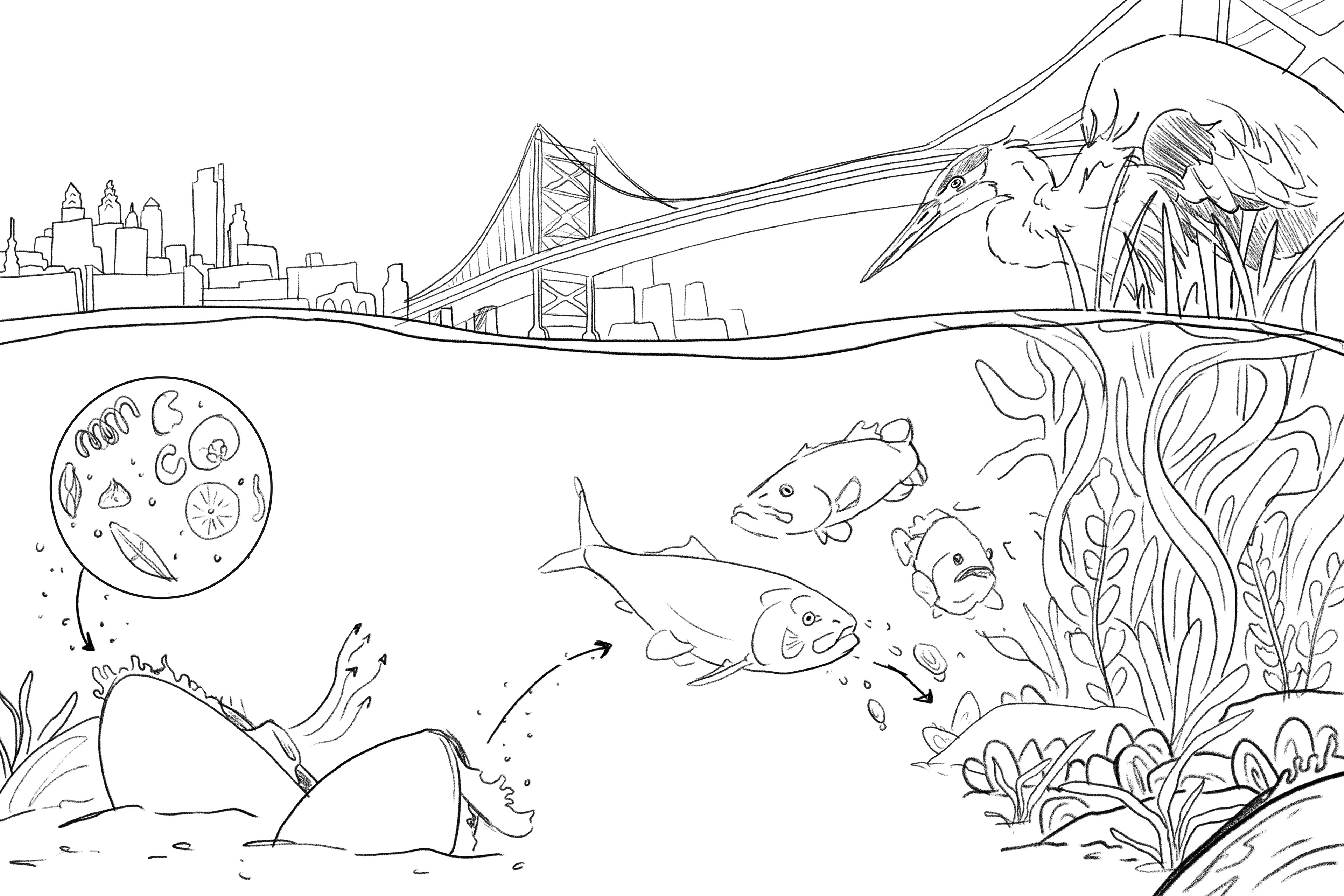 Final Sketch