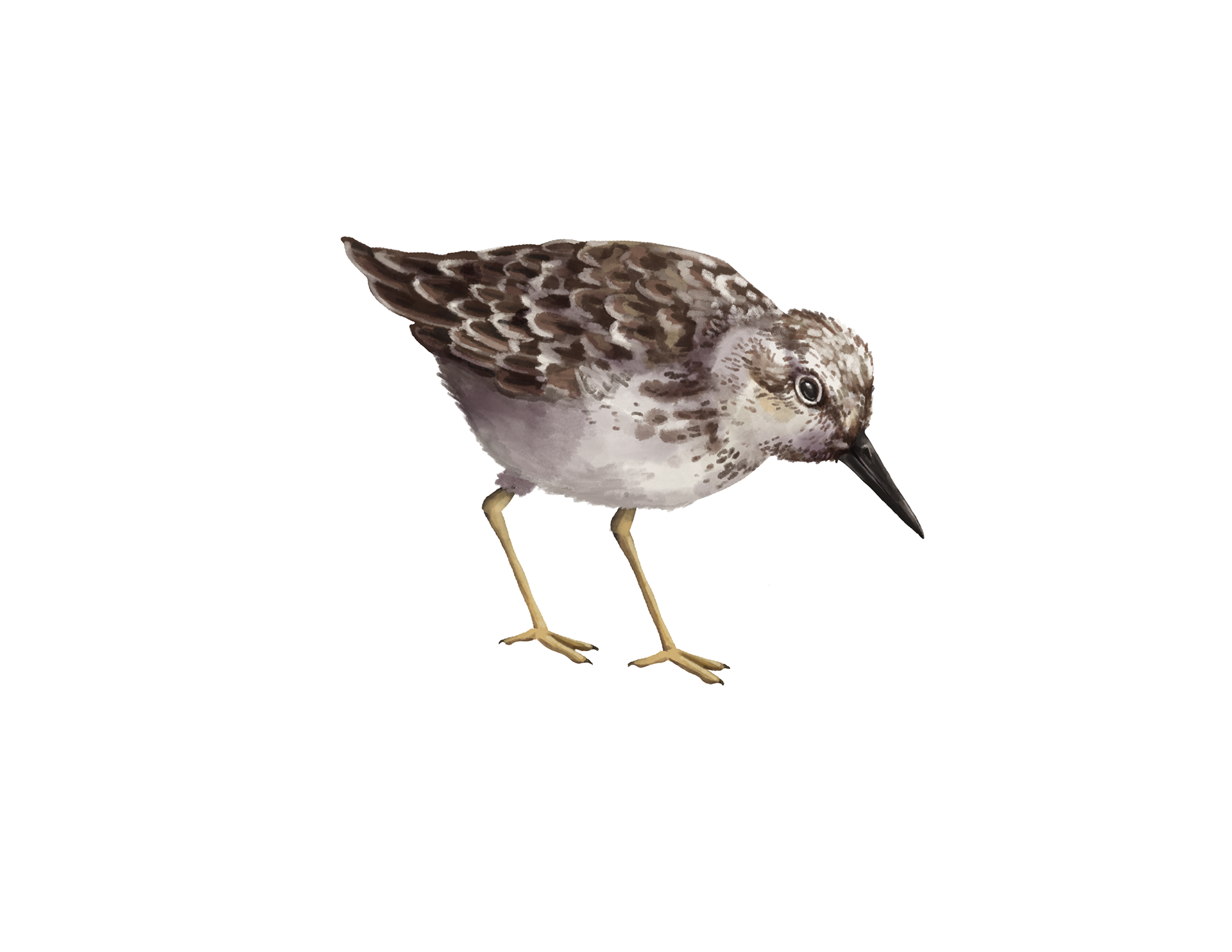 Sandpiper