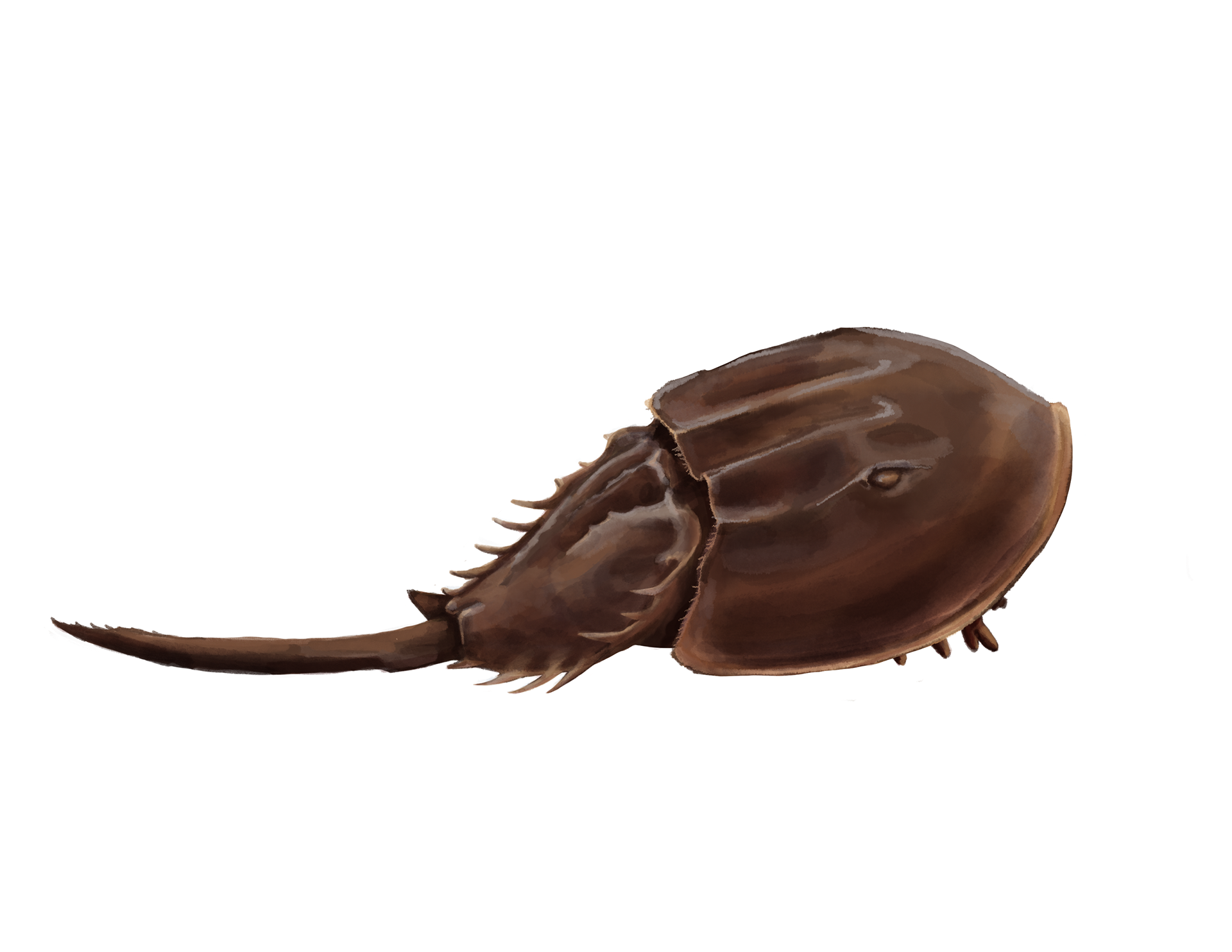Horeseshoe Crab