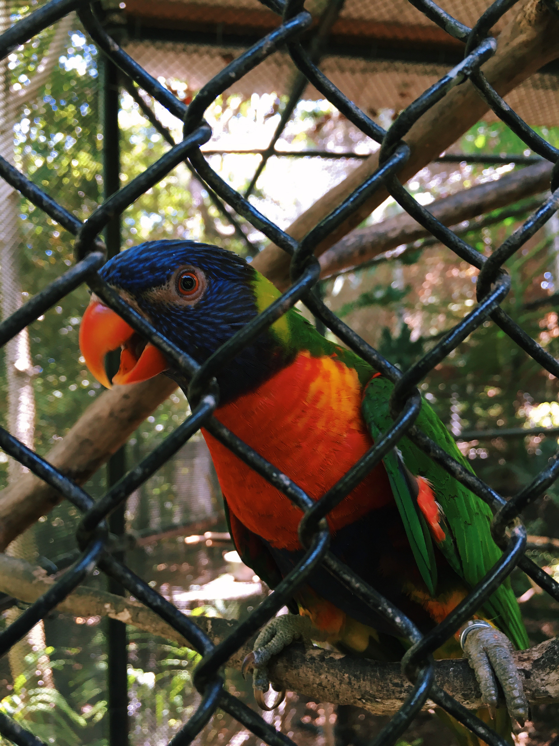 Jungle Island 16' Rainbow Lorikeet