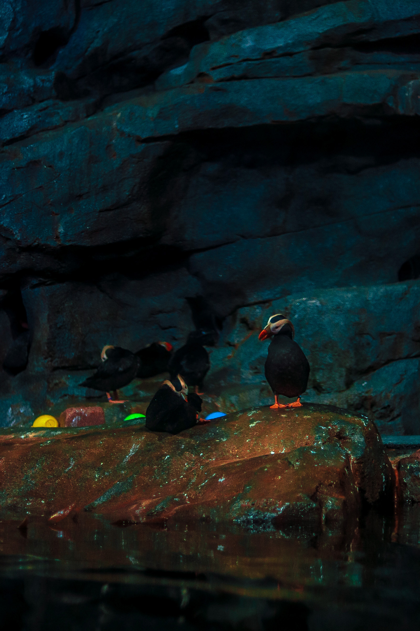Horned Puffins 25'