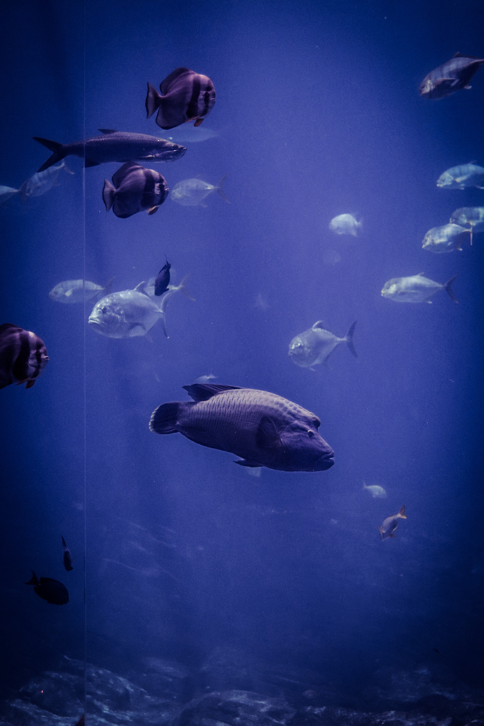 Georgia Aquarium 25'