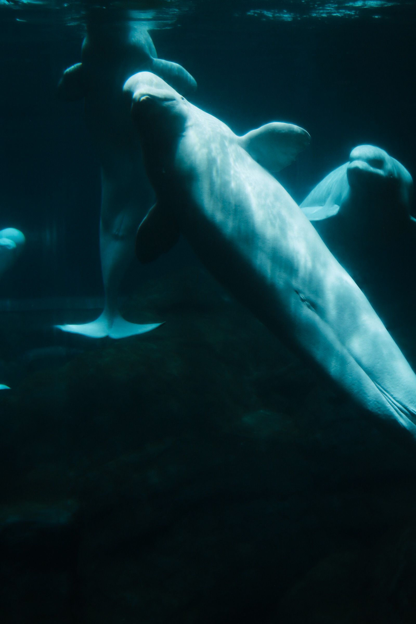 Beluga Whale 25'