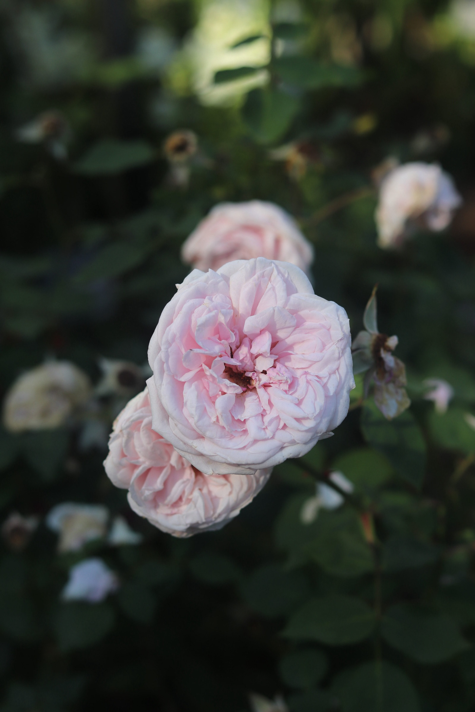 Great Maiden's Blush Rose 25'
