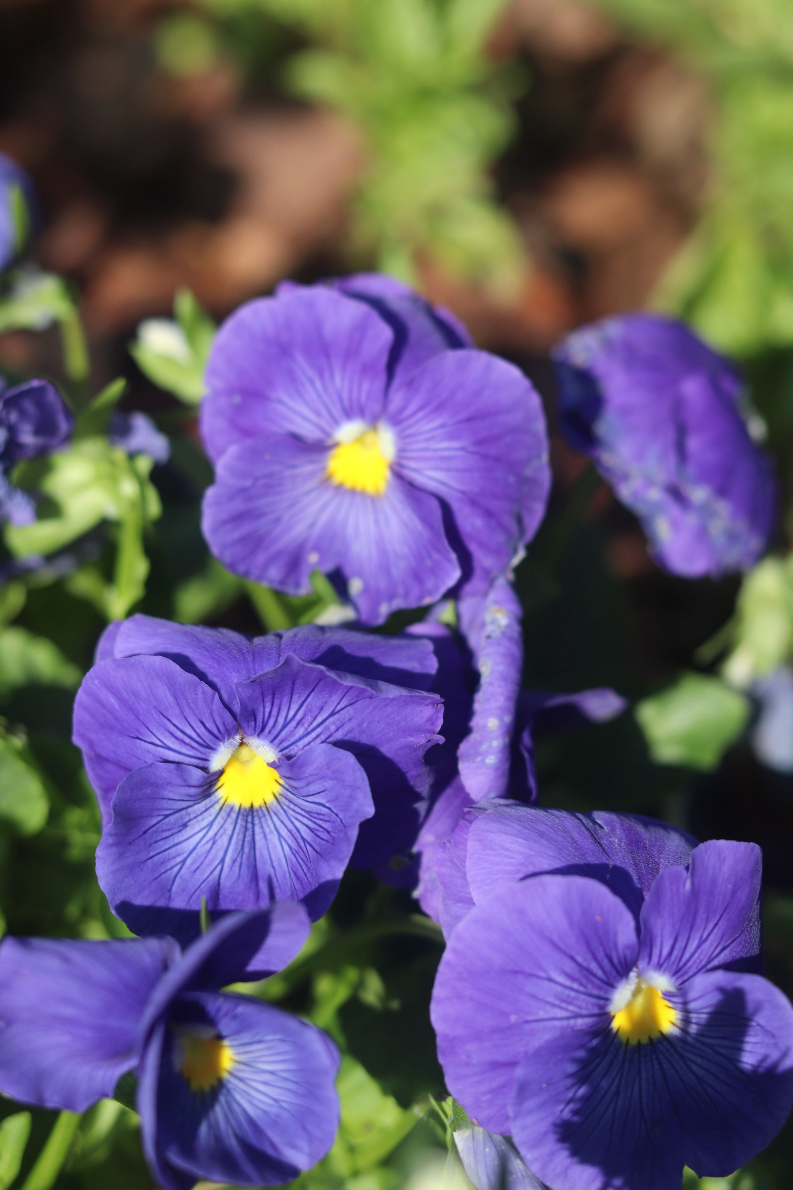 True Blue Pansy 25'