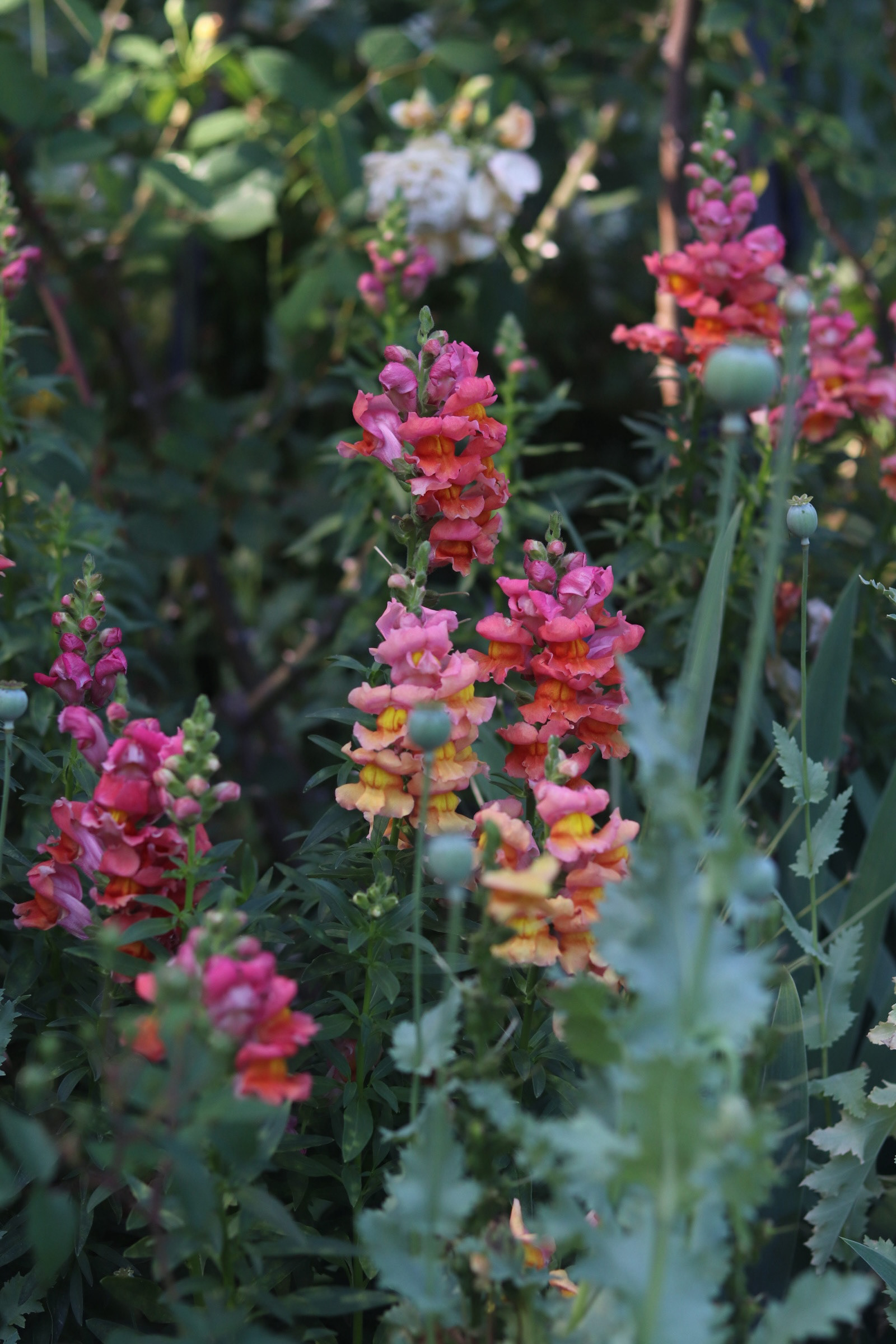 Snapdragon 25'