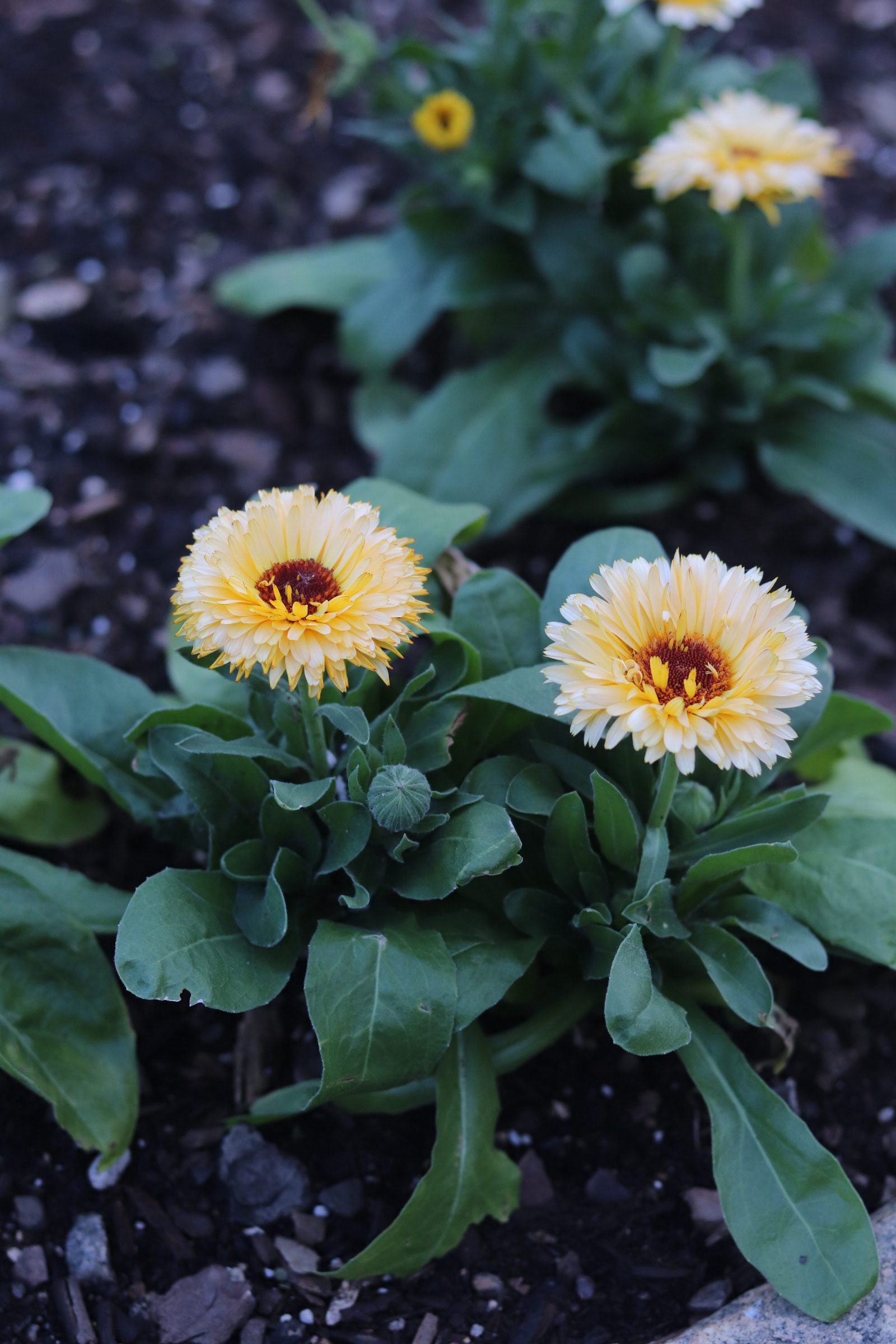 Calendulas 25'