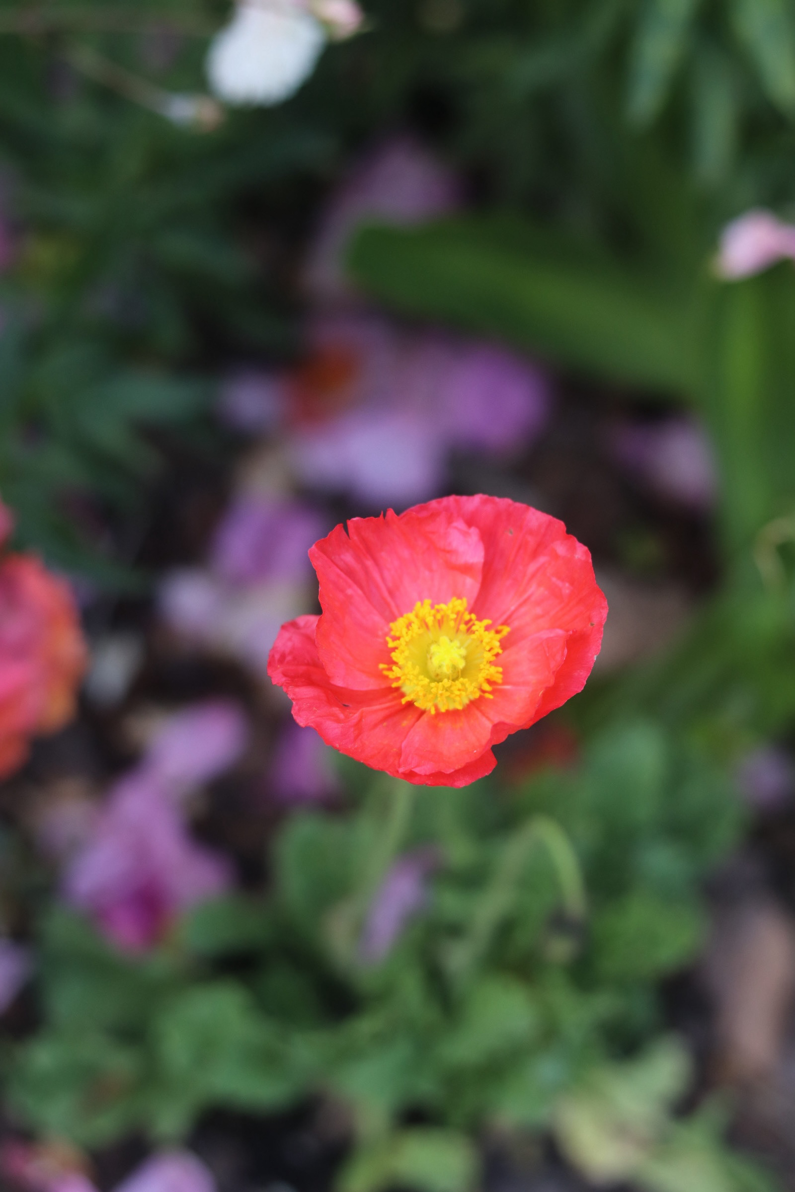 Iceland Poppy  25'