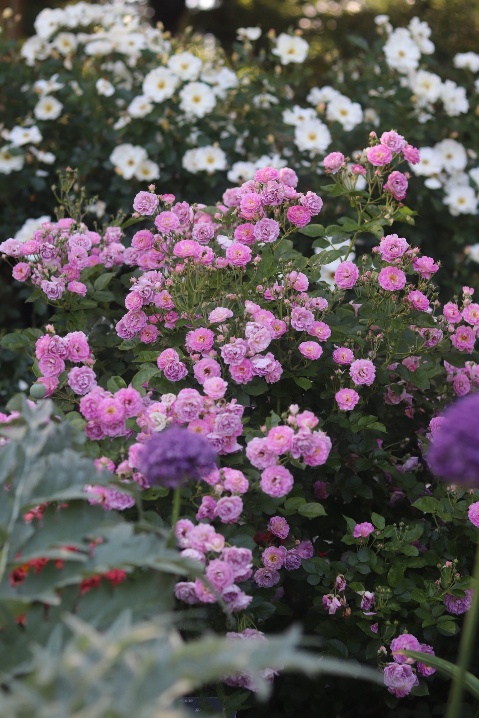 Rambling Roses 25'
