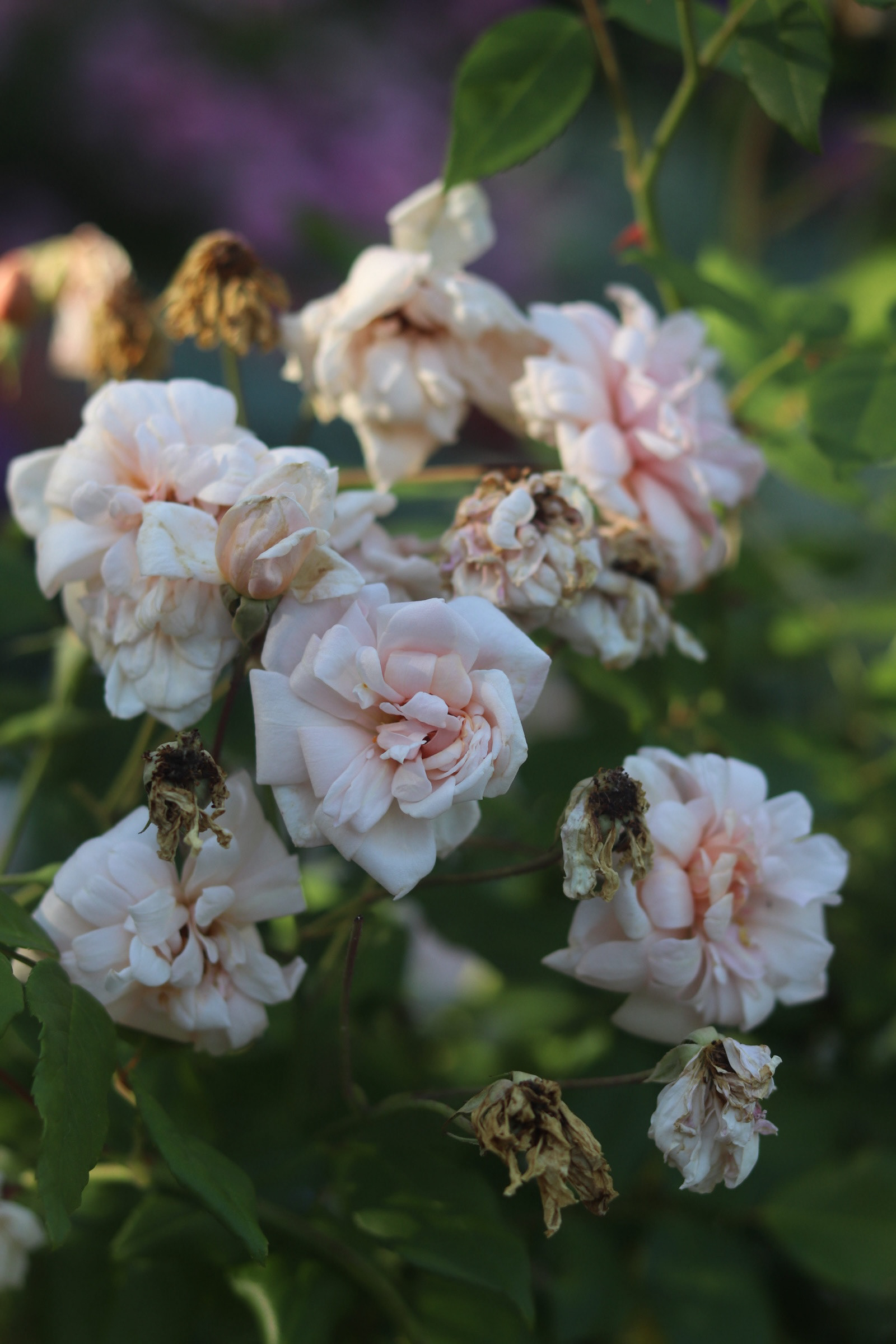 Rose Wichurana 25'