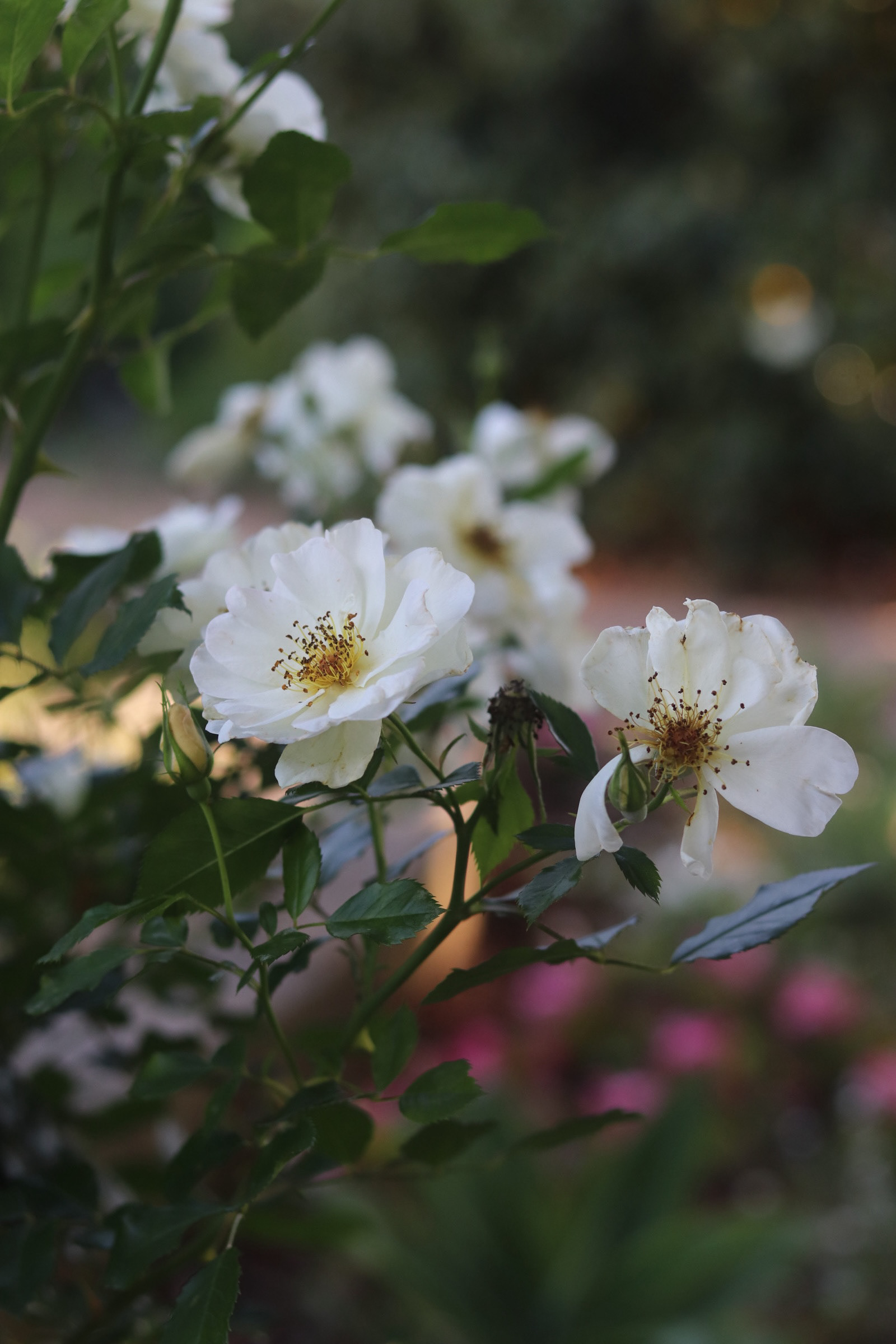 Multifora Rose 25'