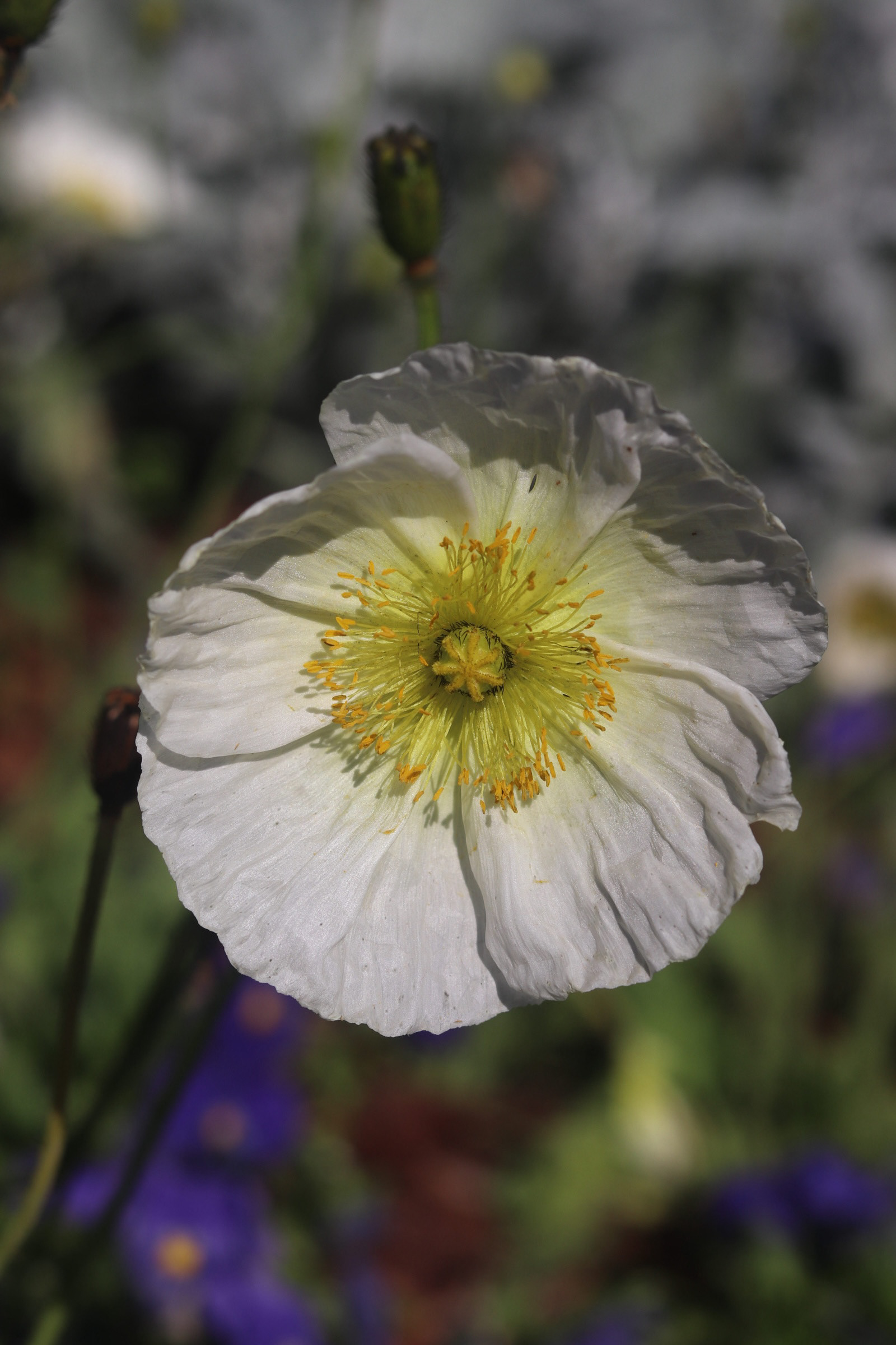 Iceland Poppy  25'