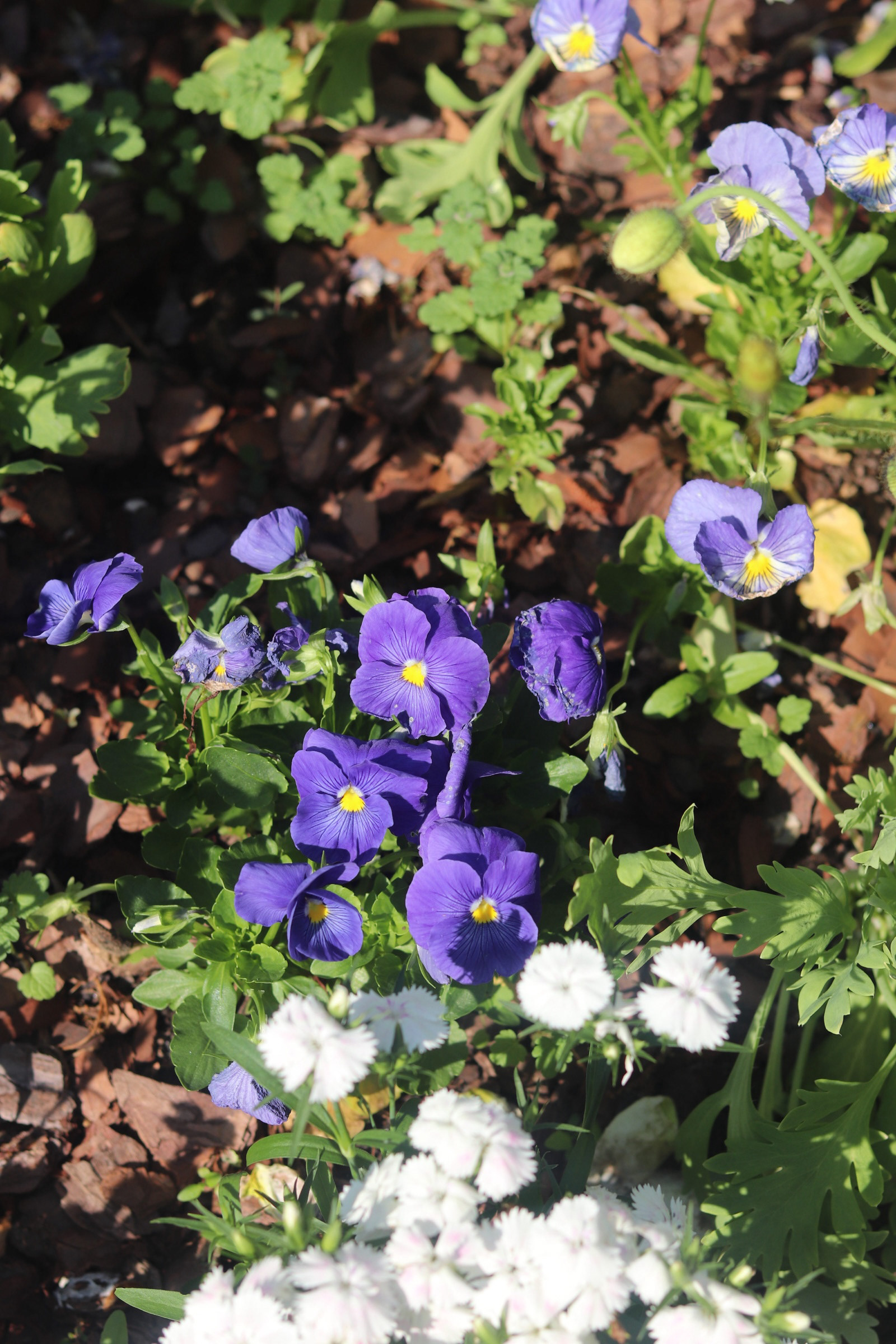True Blue Pansy 25'
