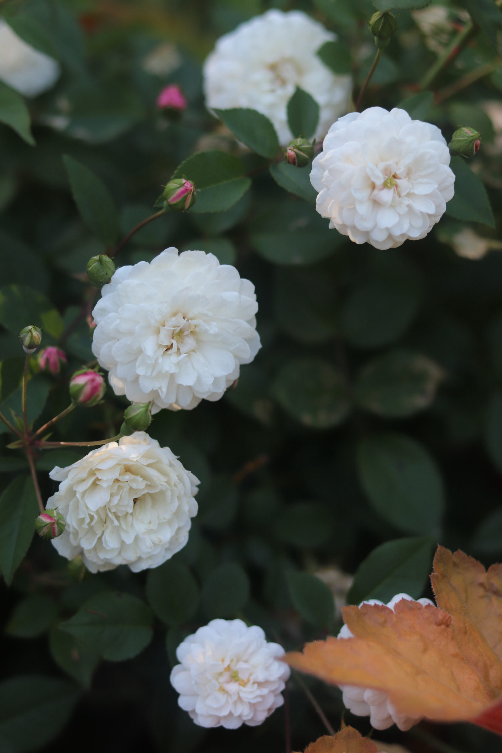 White Pet Polyantha Rose 25'