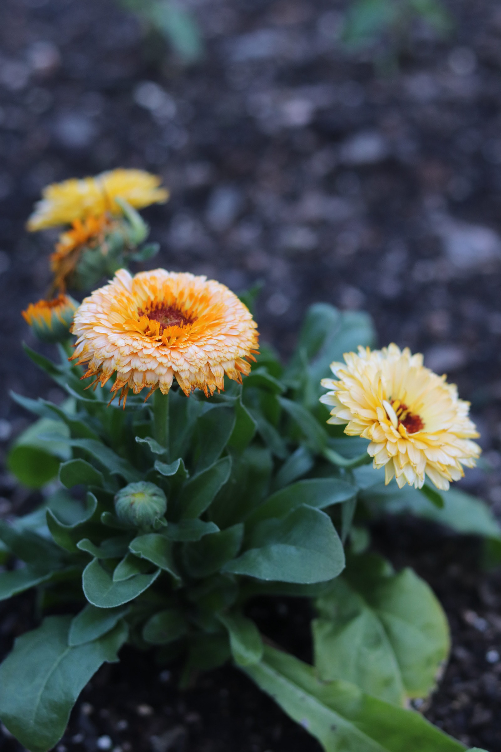 Calendulas 25'