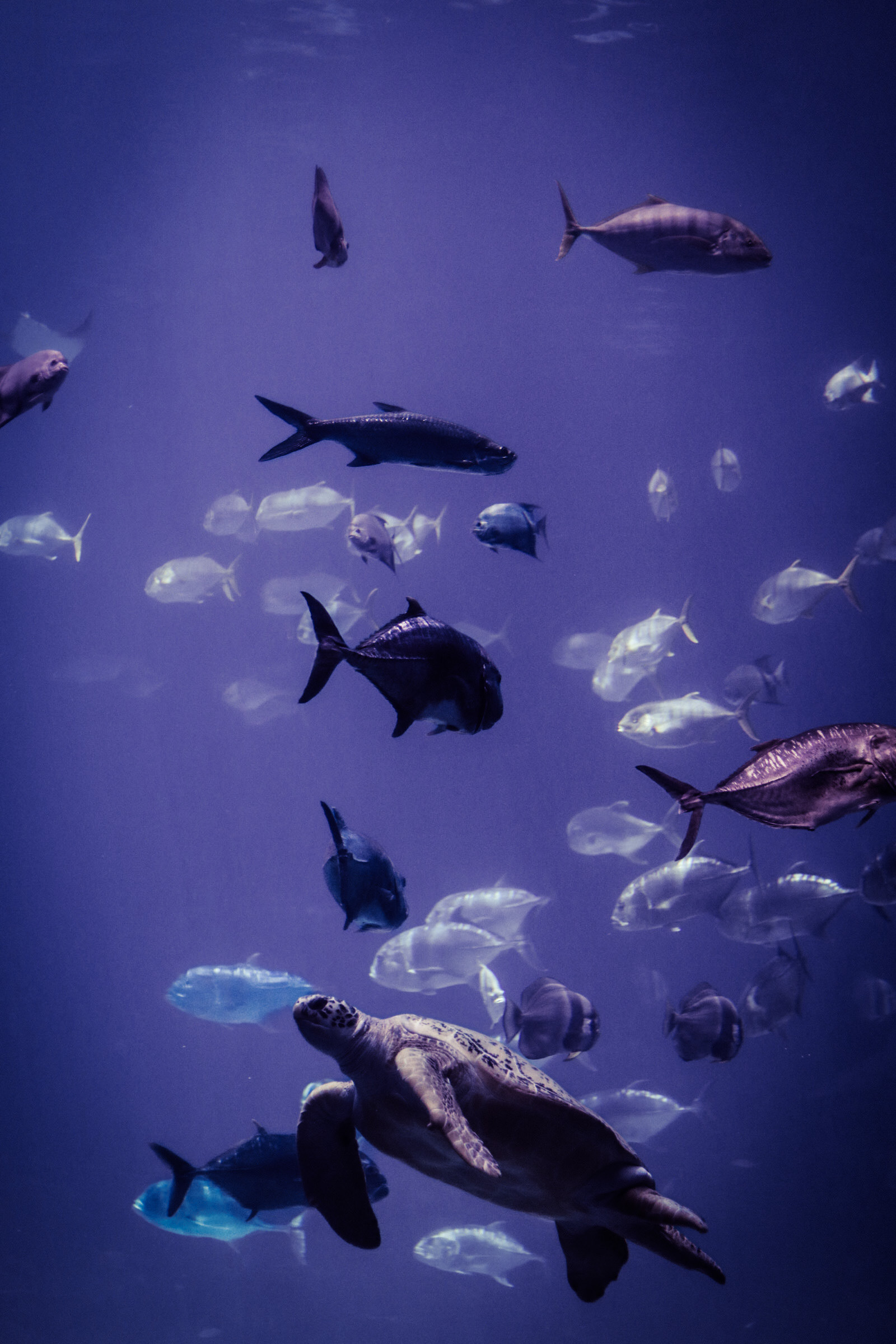 Georgia Aquarium 25'