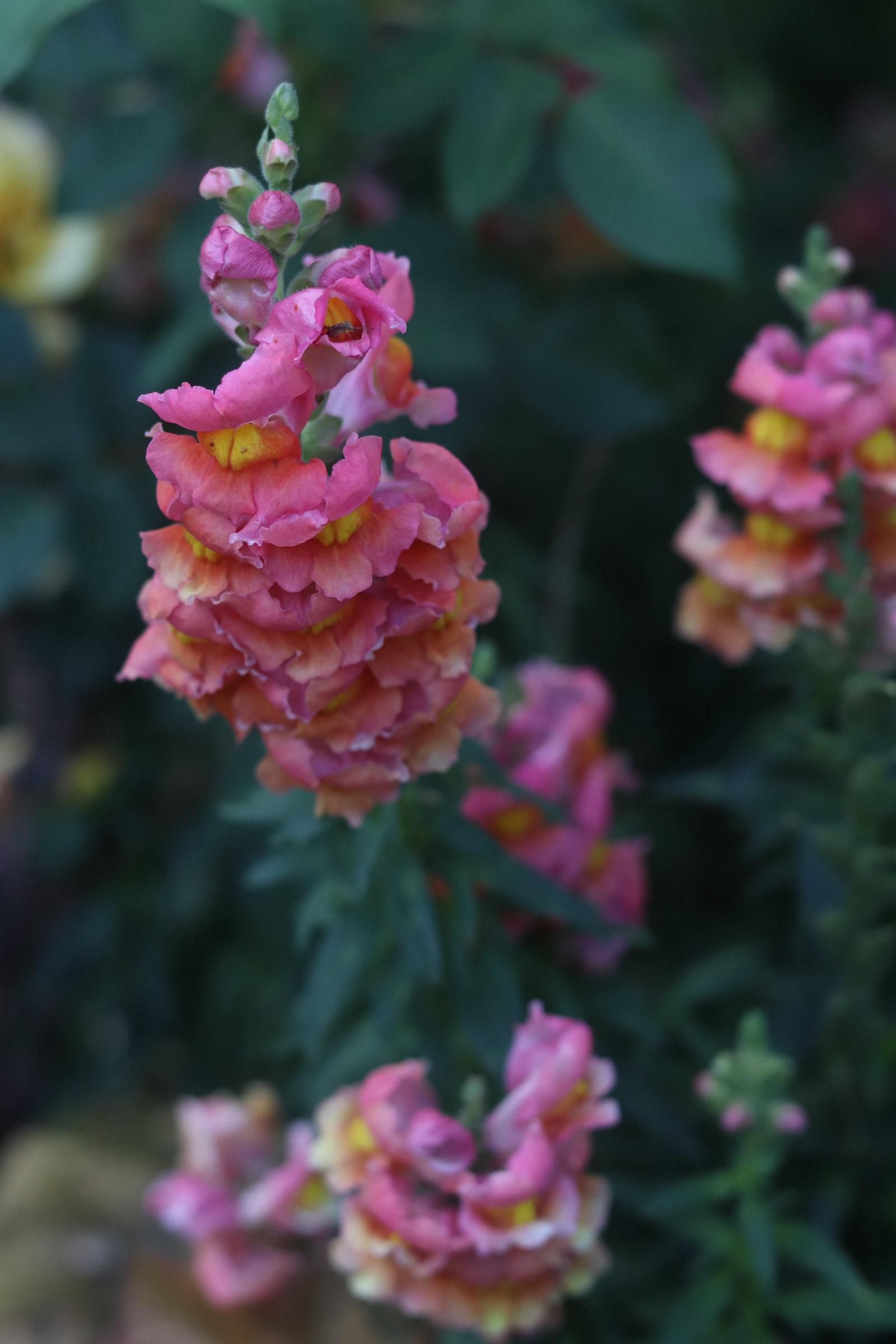 Snapdragon 25'