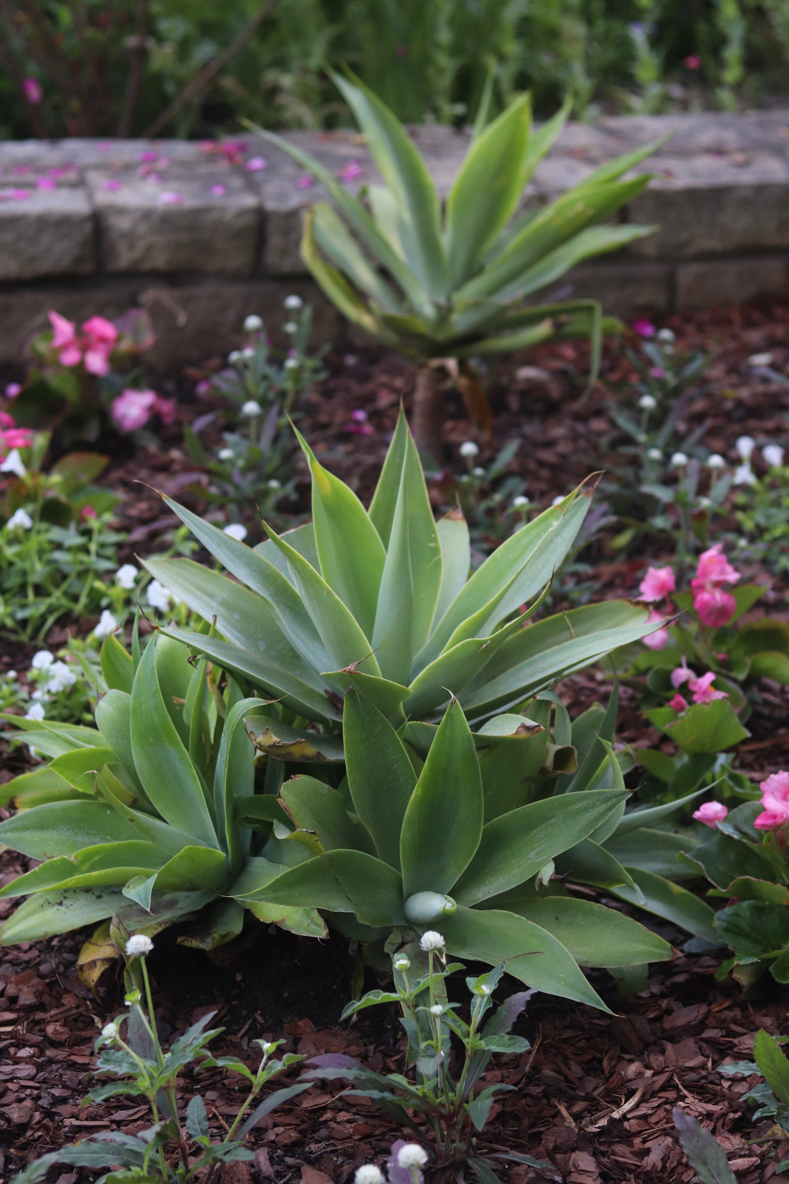 Foxtail Agave 25'