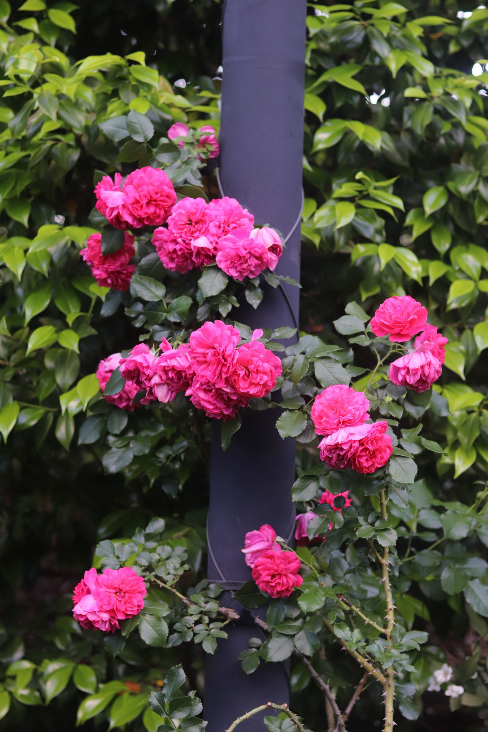 Oso Easy Peasy Rose 25'