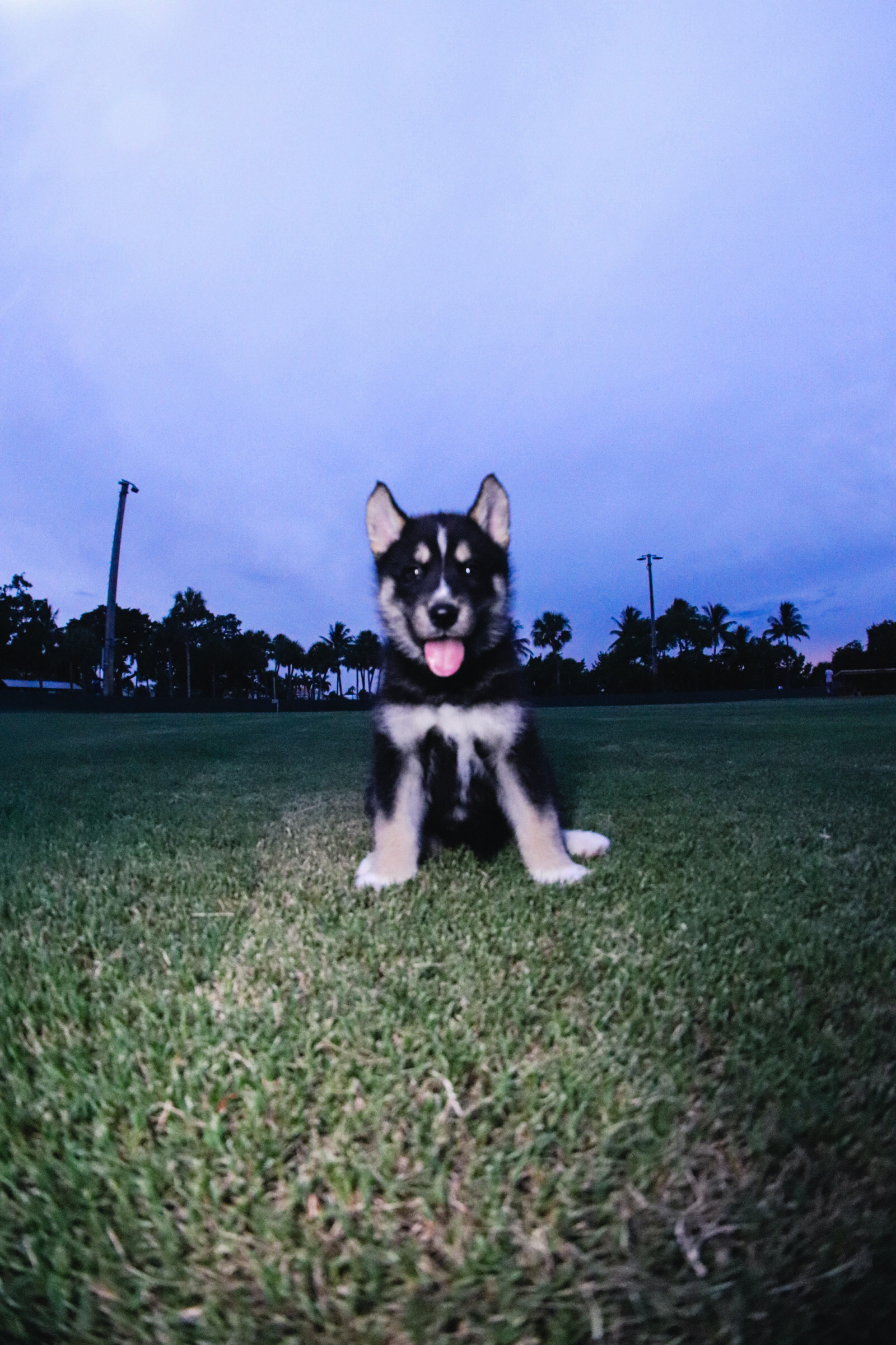 Puppy 24'