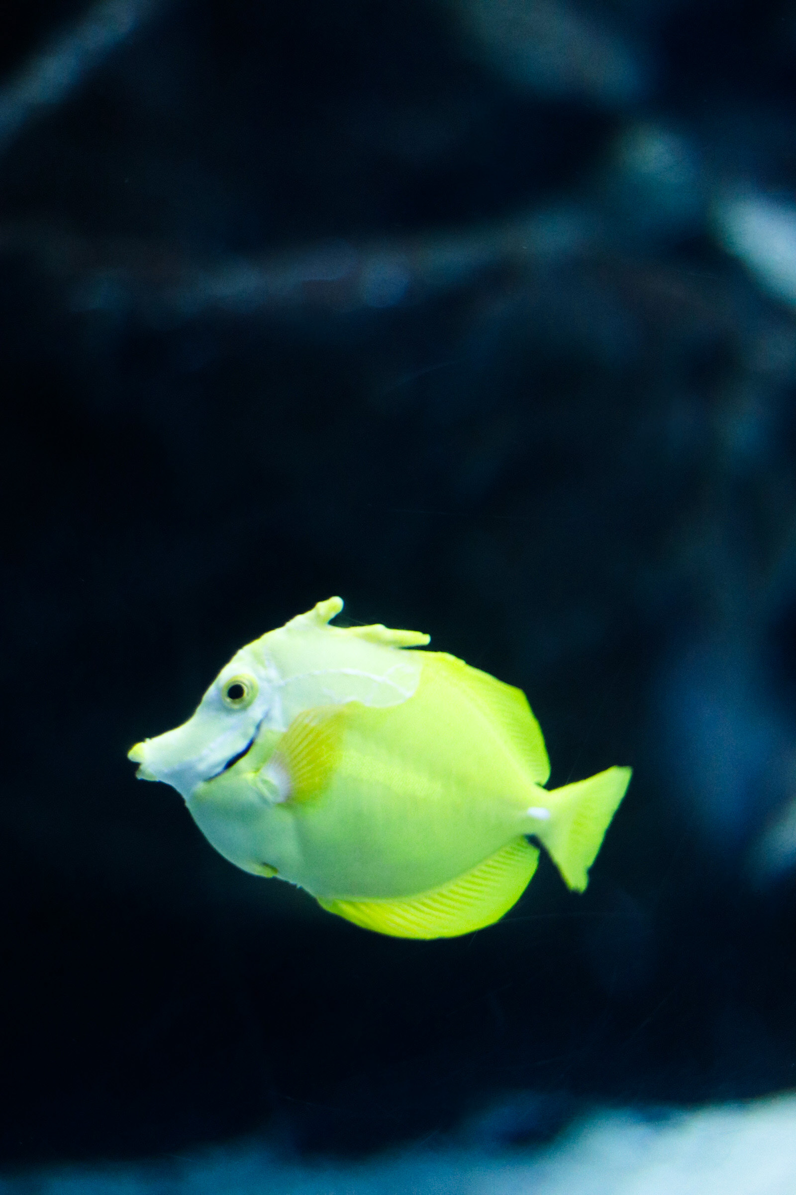 Yellow Tang 25'