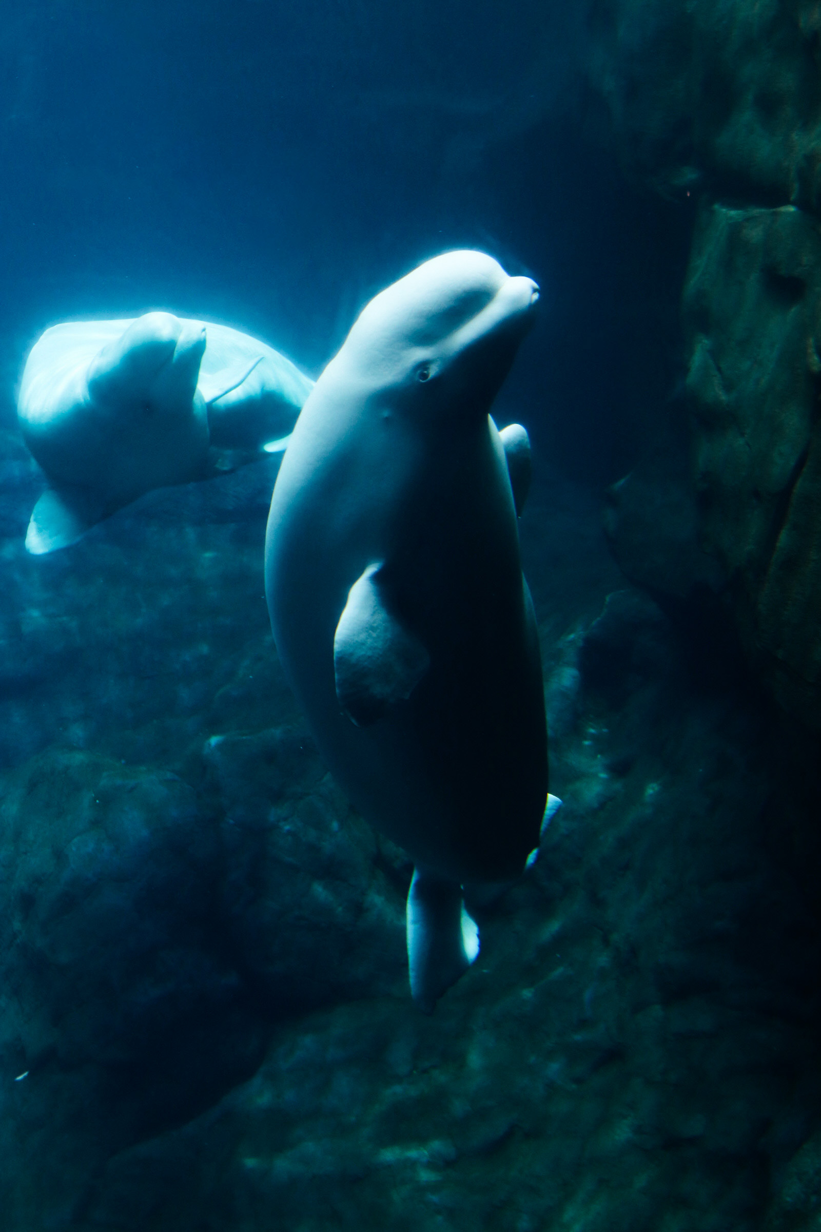 Beluga Whale 25'