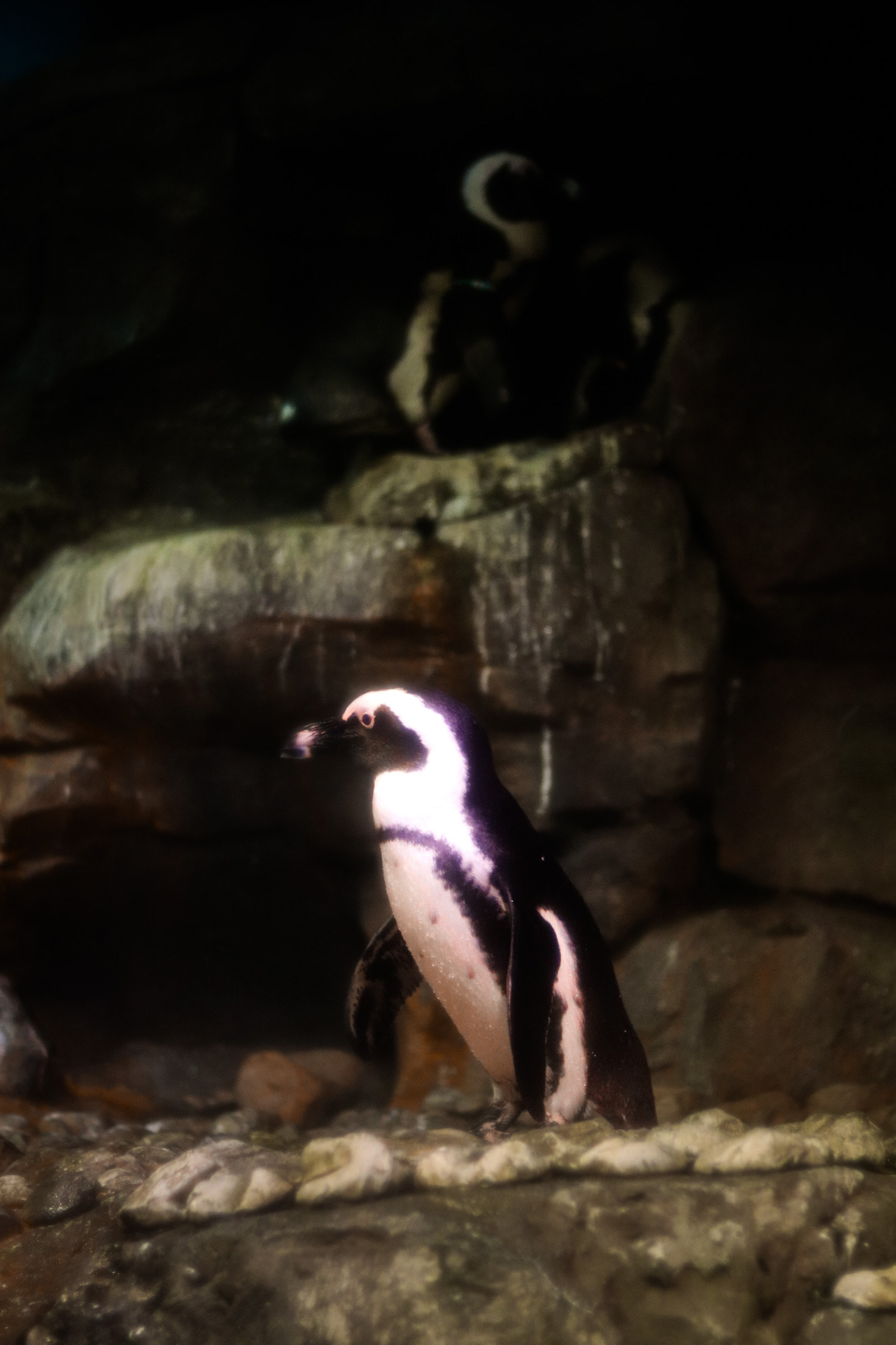 African Penguin 25'