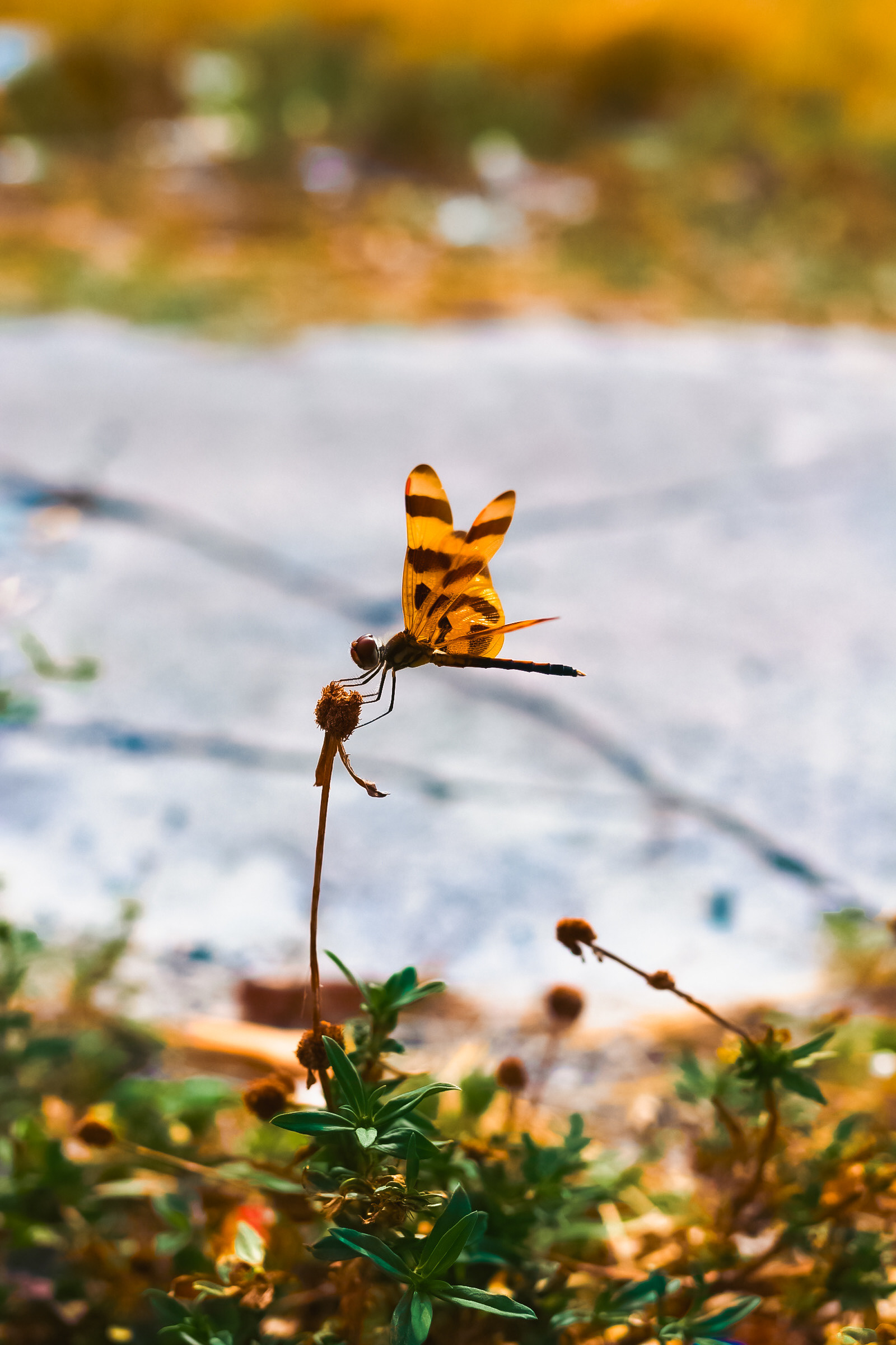 Halloween Pennant 24'