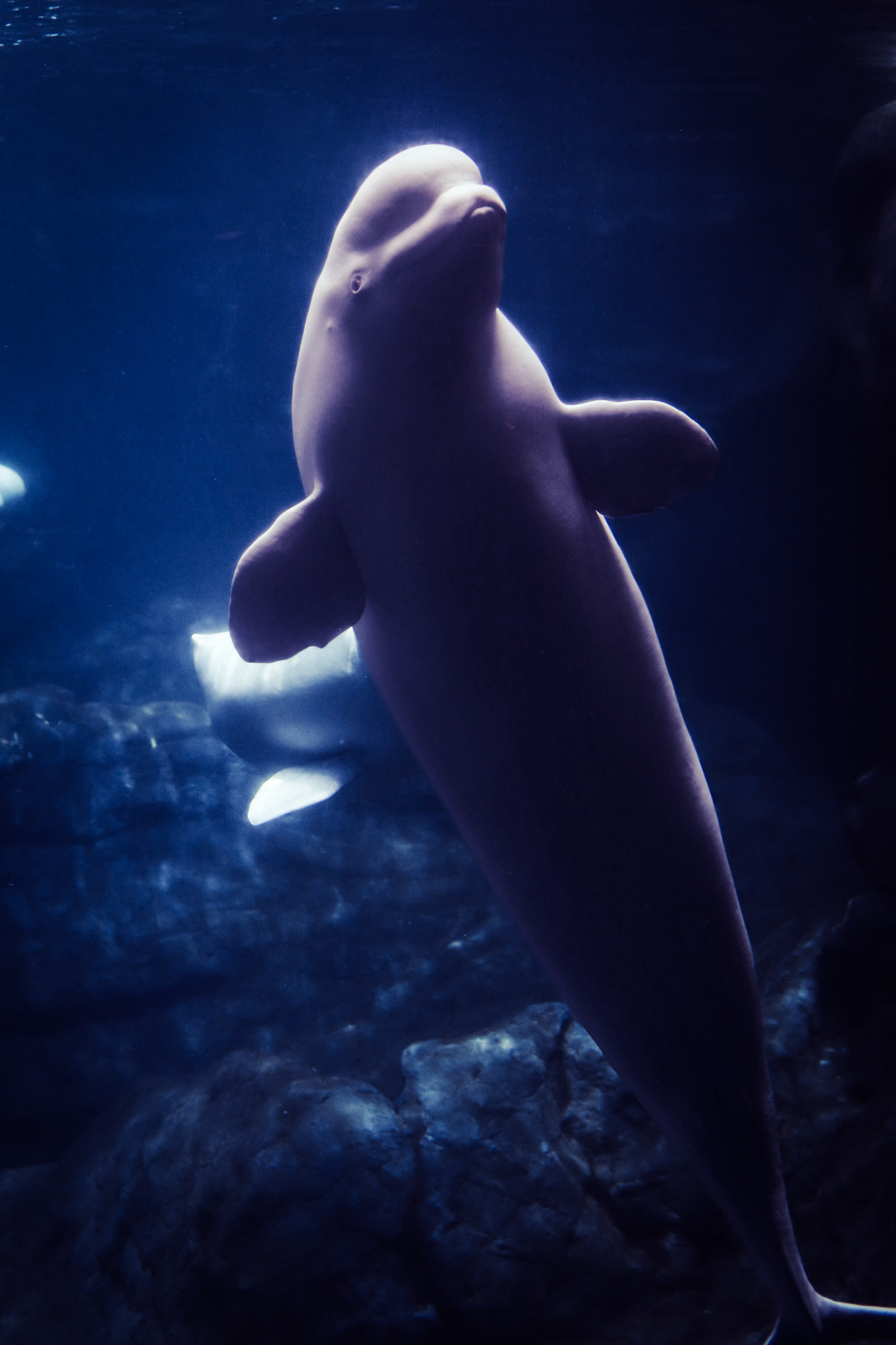 Beluga Whale 25'