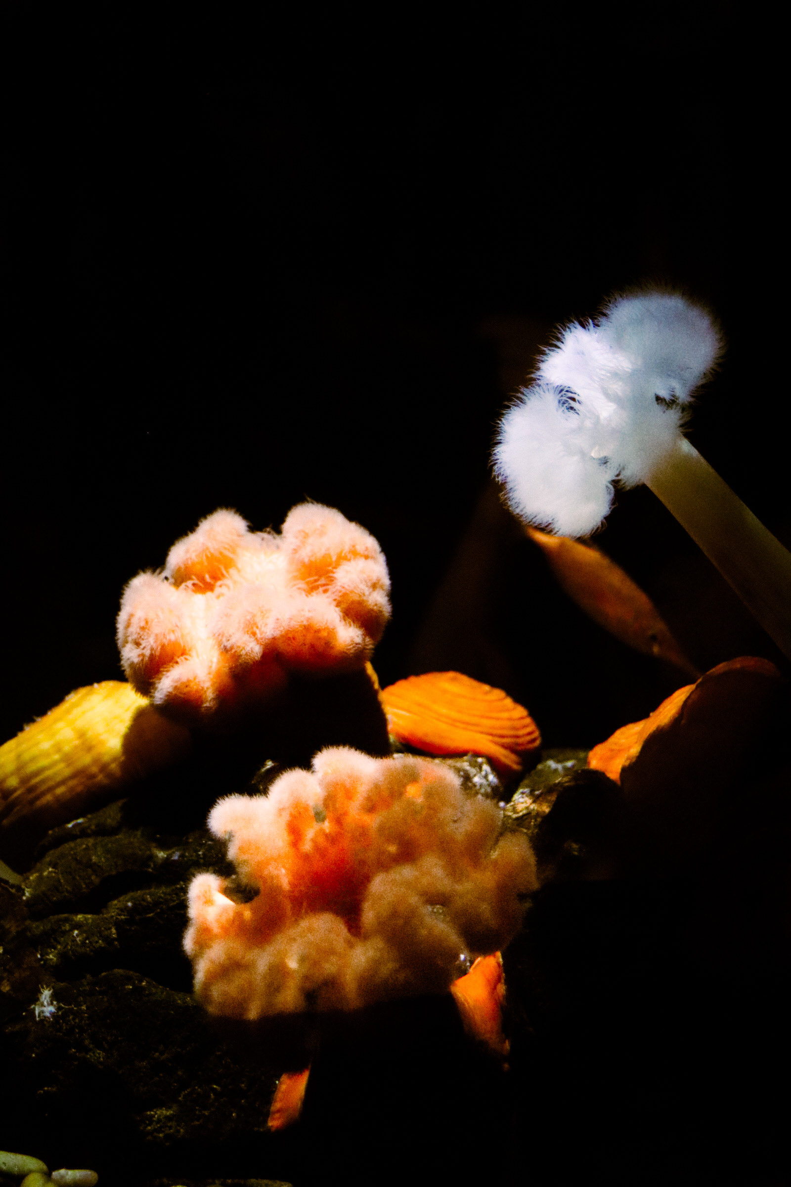 Plumose Anemone 25'