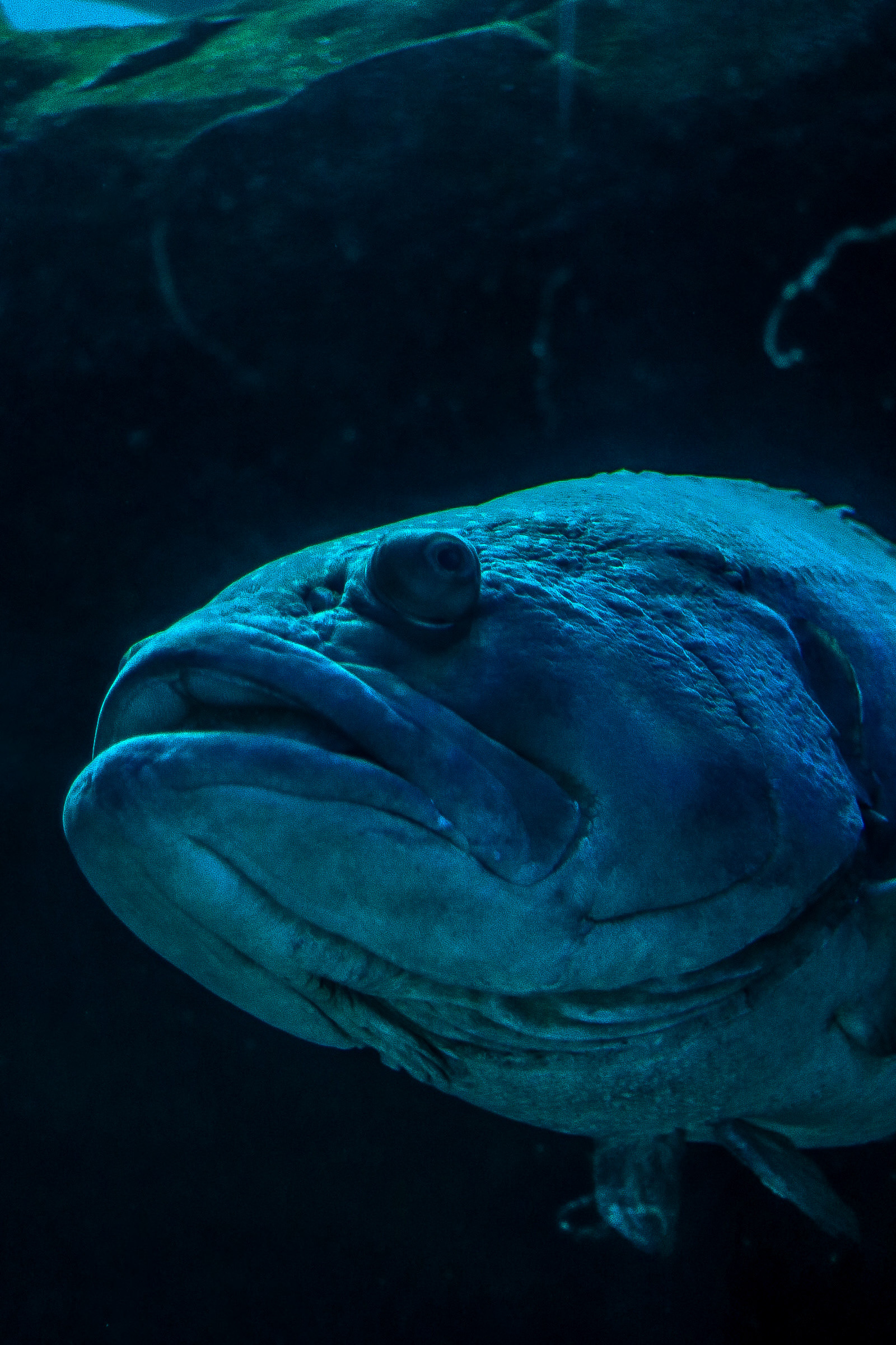 Giant Grouper 25'