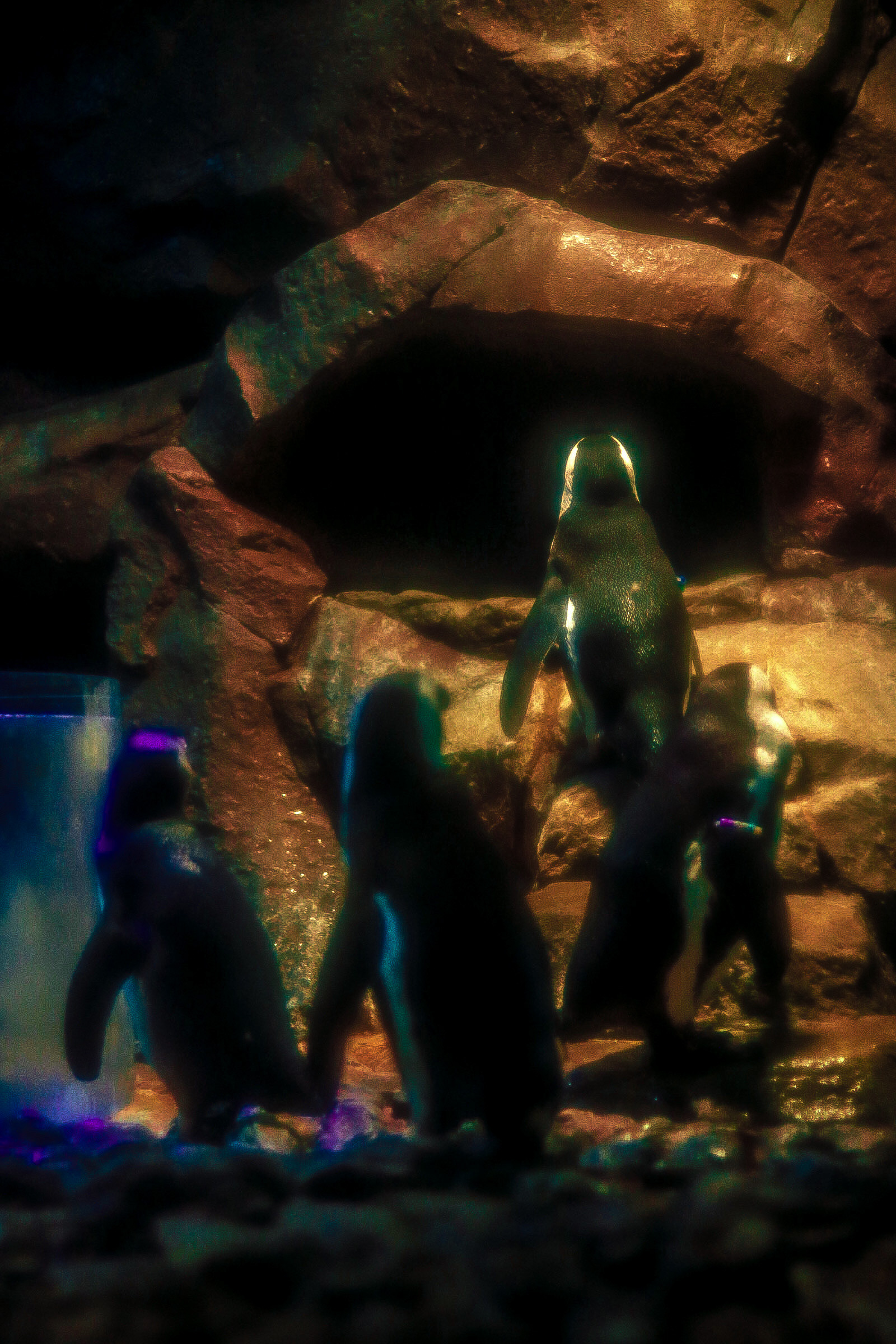 Georgia Aquarium 25'