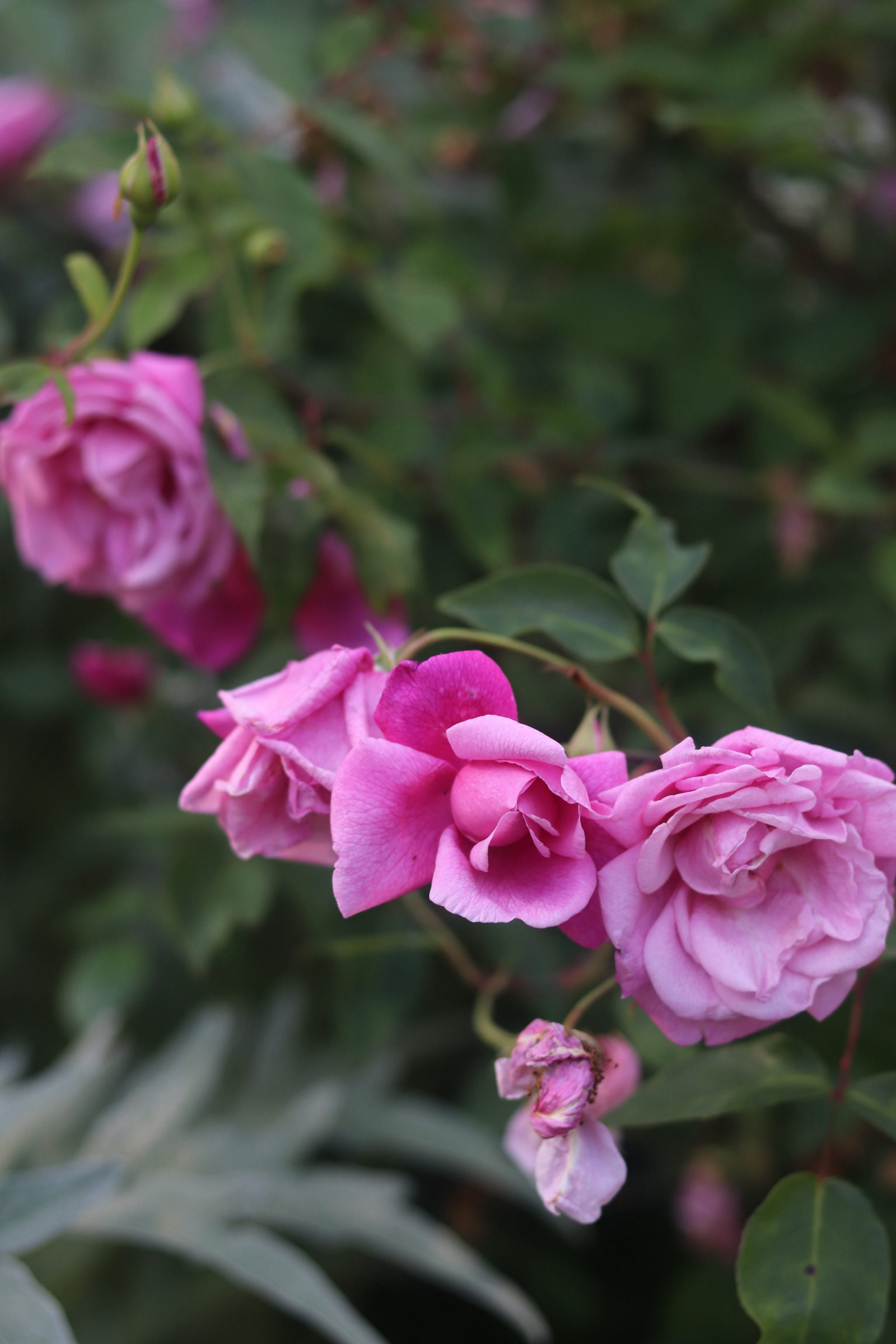 Damask Rose 25'