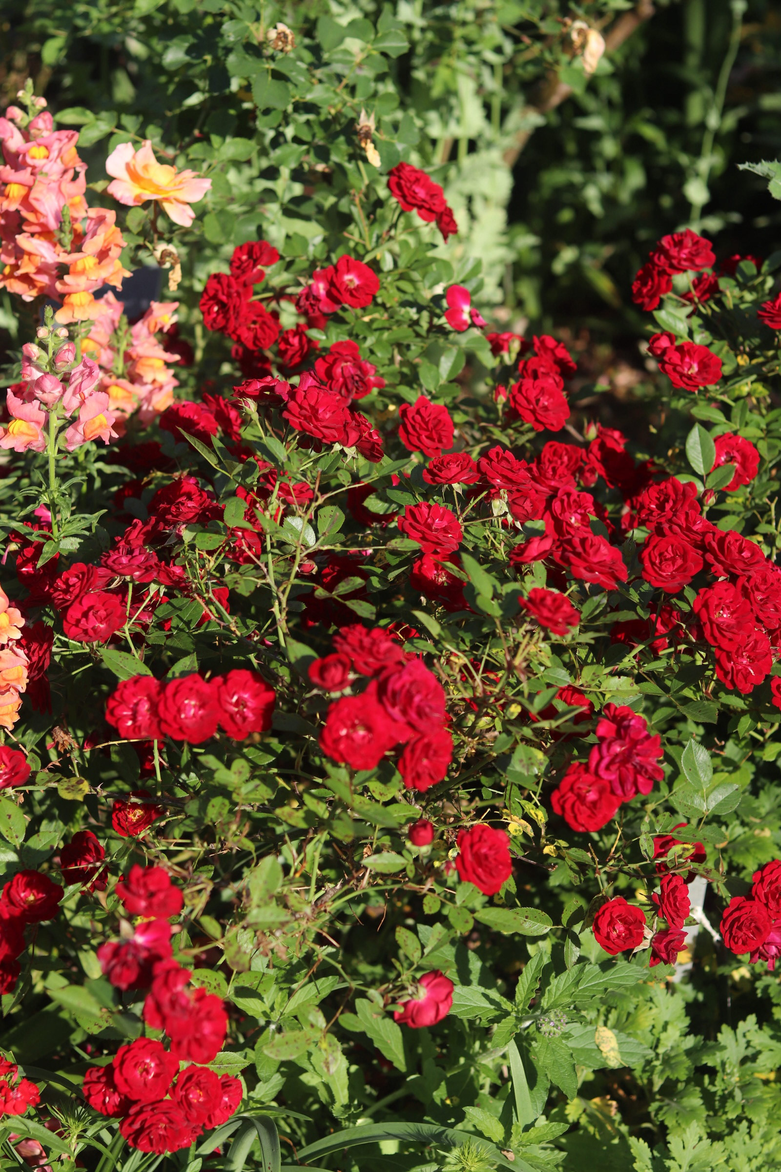 Bush of Red Roses 25'