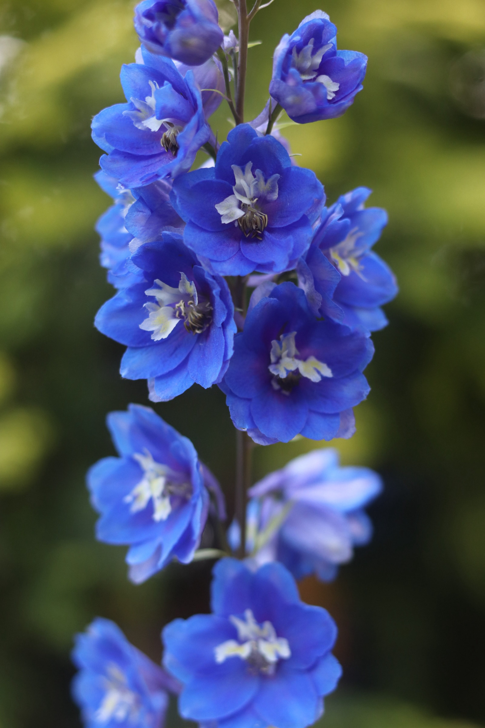 Delphiniums 25' 