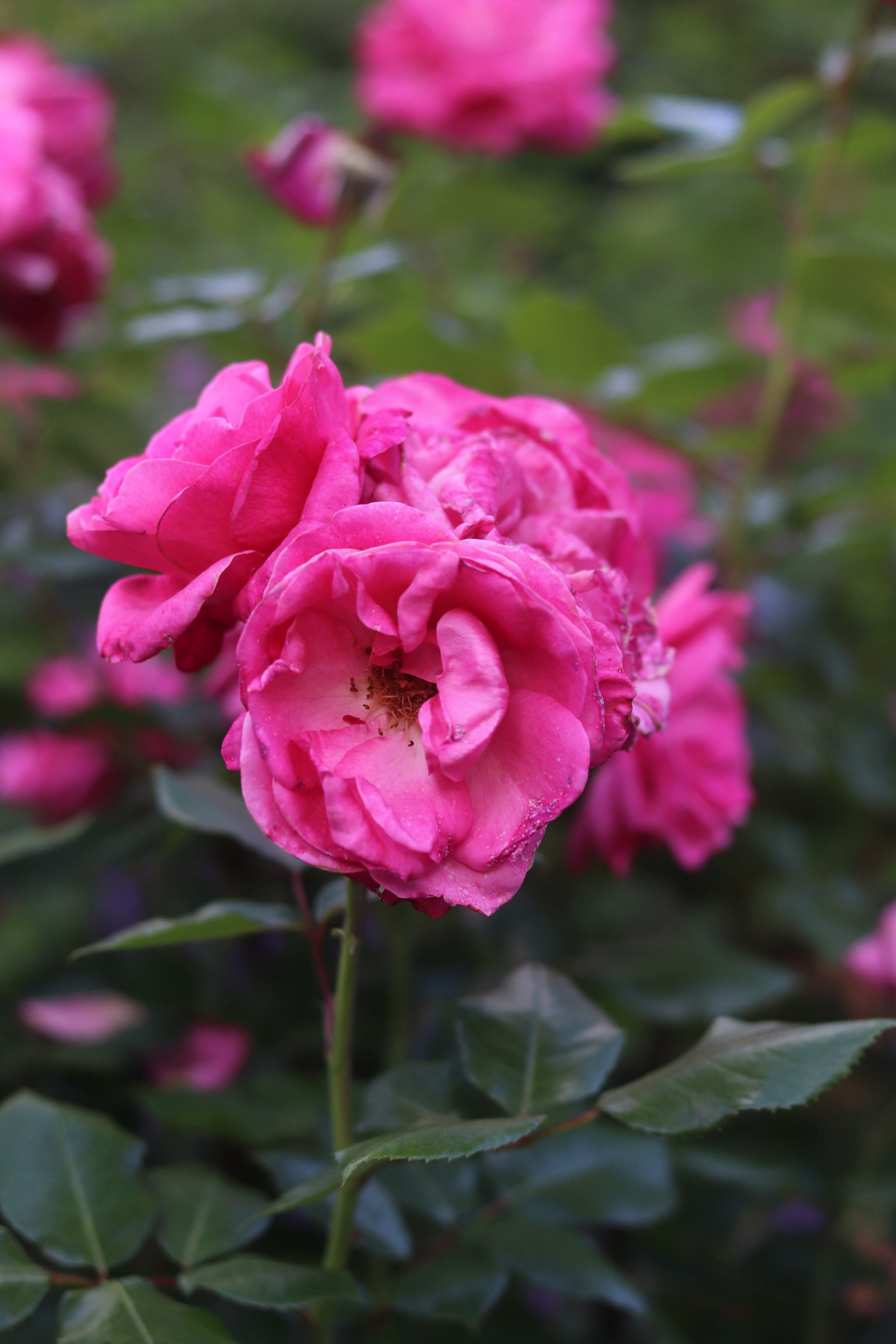 Oso Easy Peasy Rose 25'