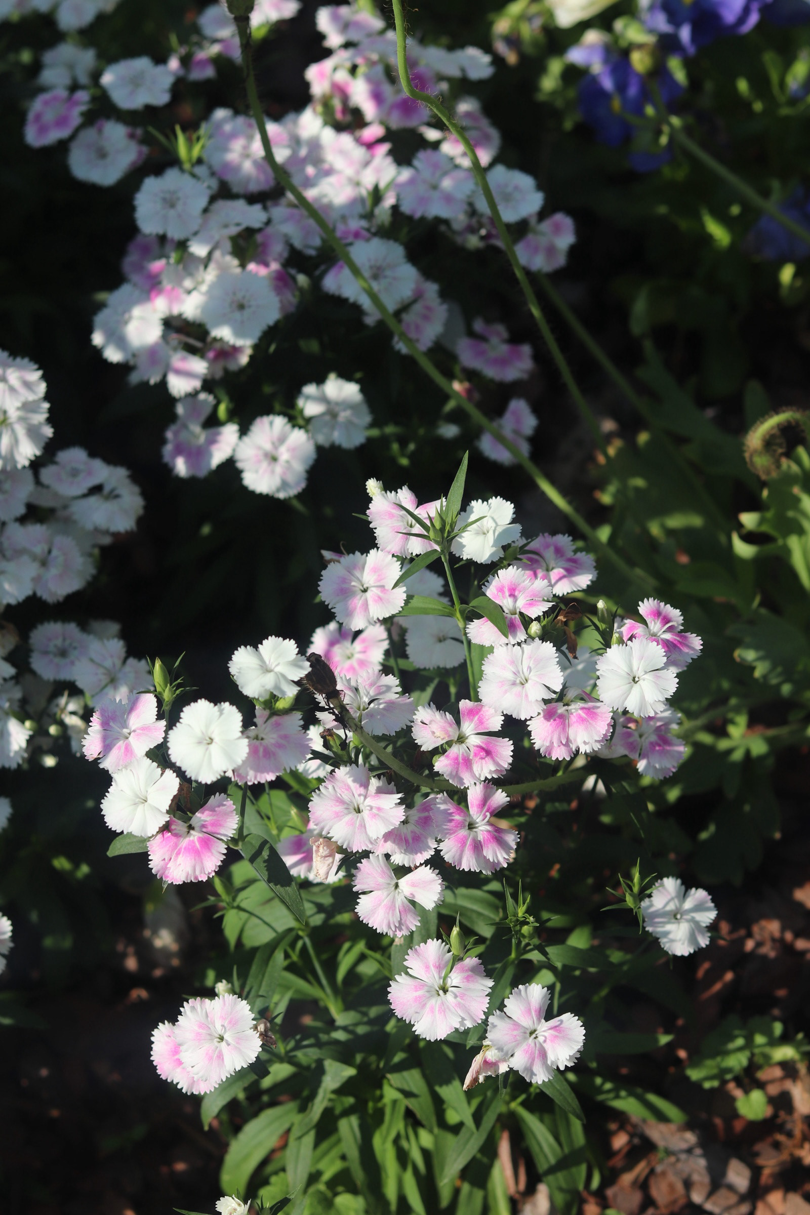 Dianthus (China Pink)  25'