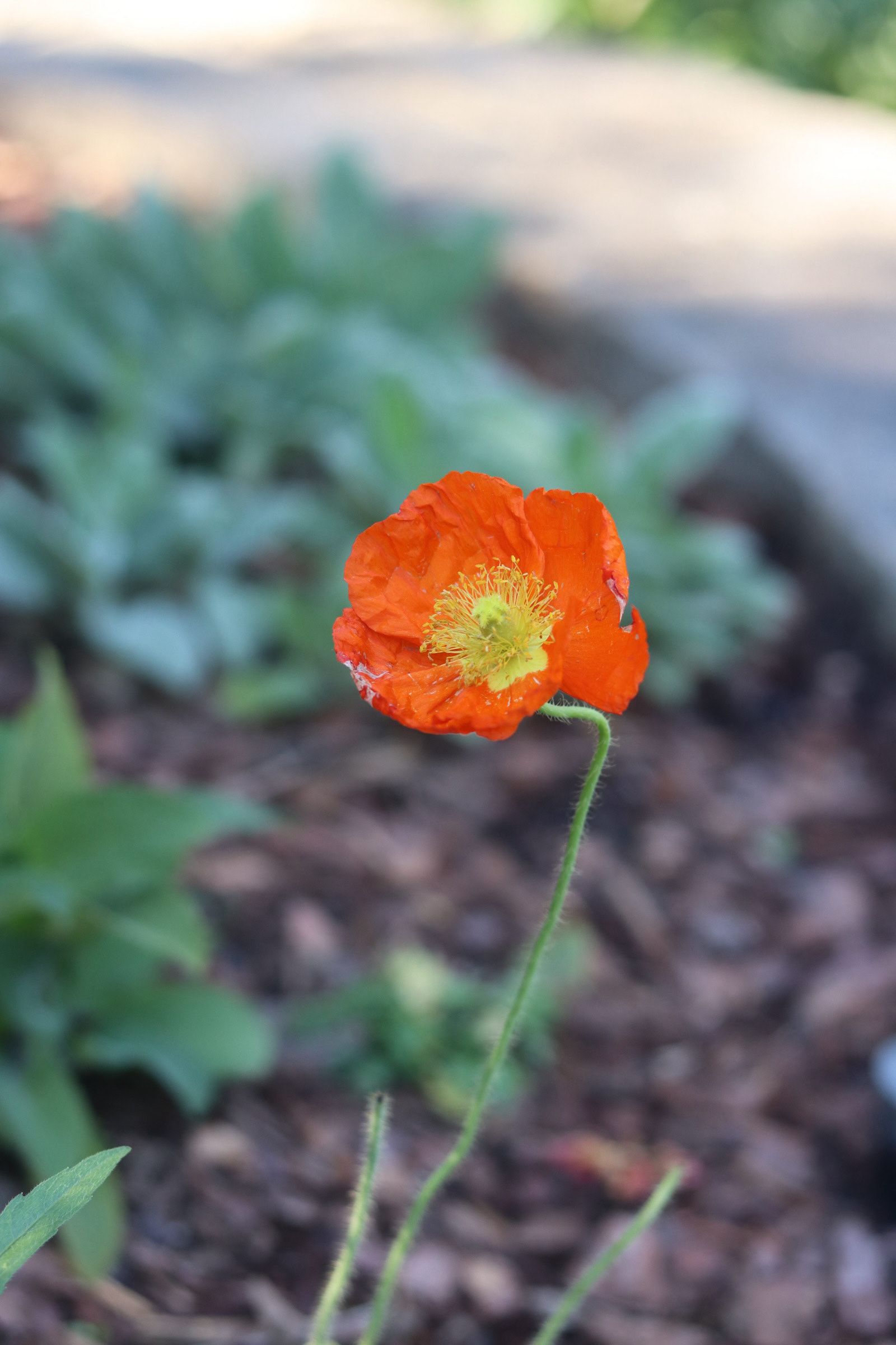 Iceland Poppy  25'