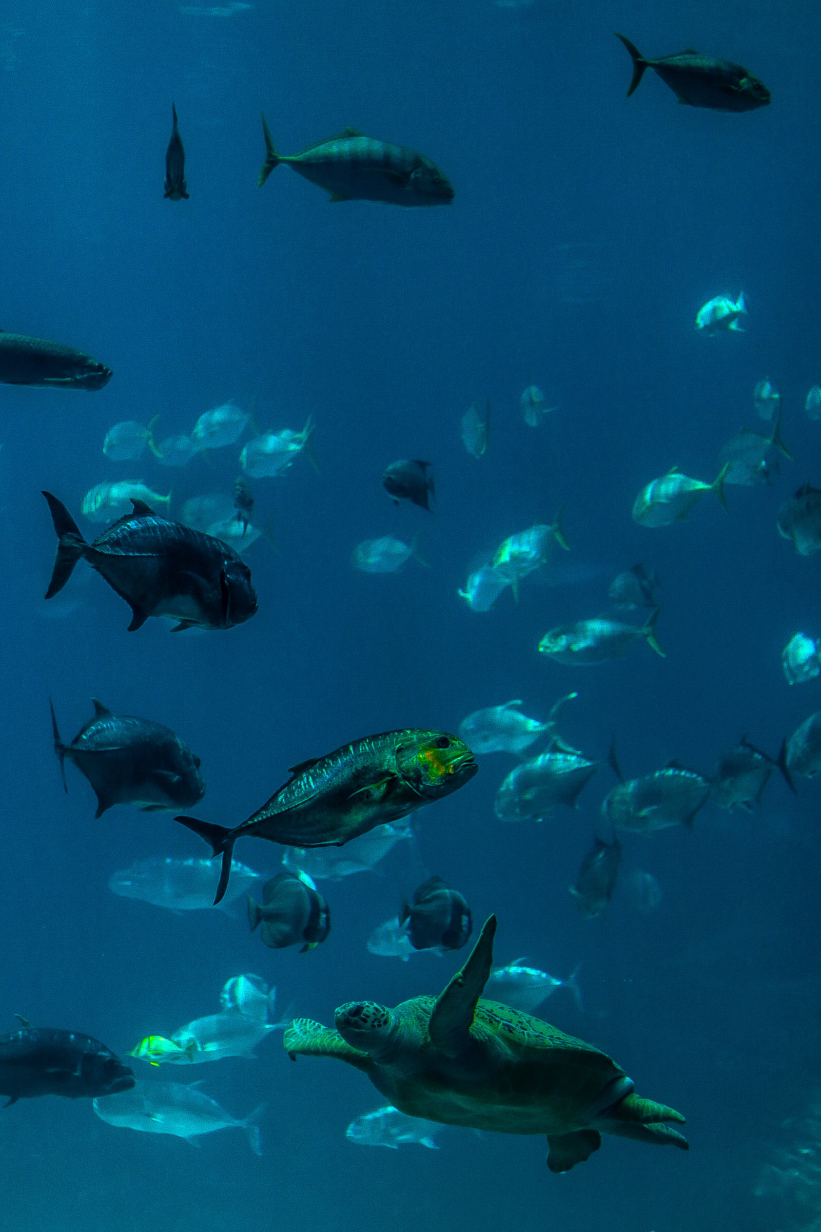 Georgia Aquarium 25'
