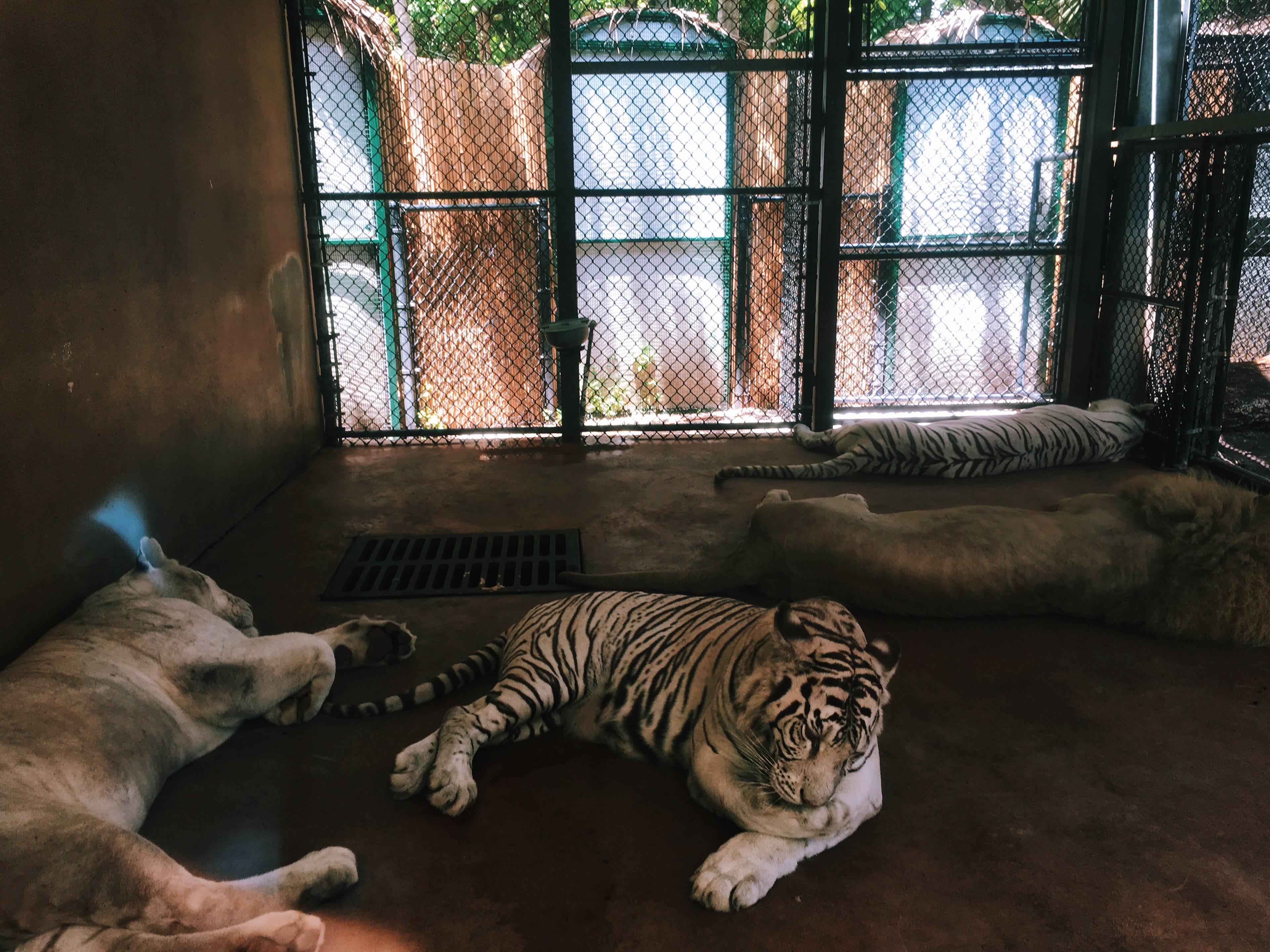Jungle Island 16' Ligers 