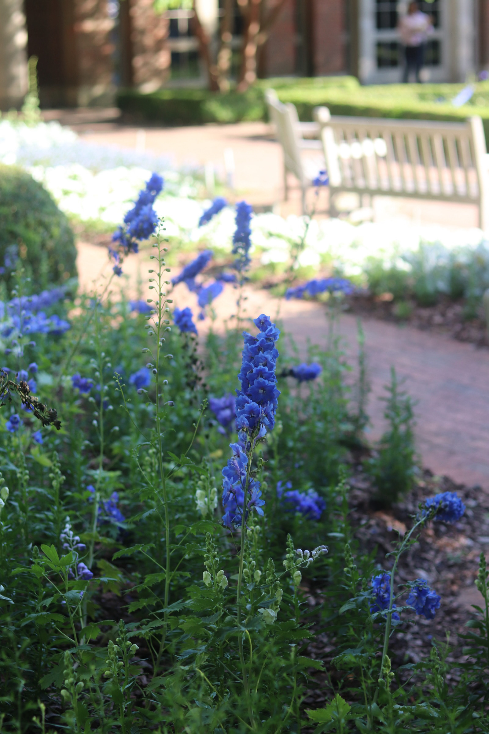 Delphiniums 25' 