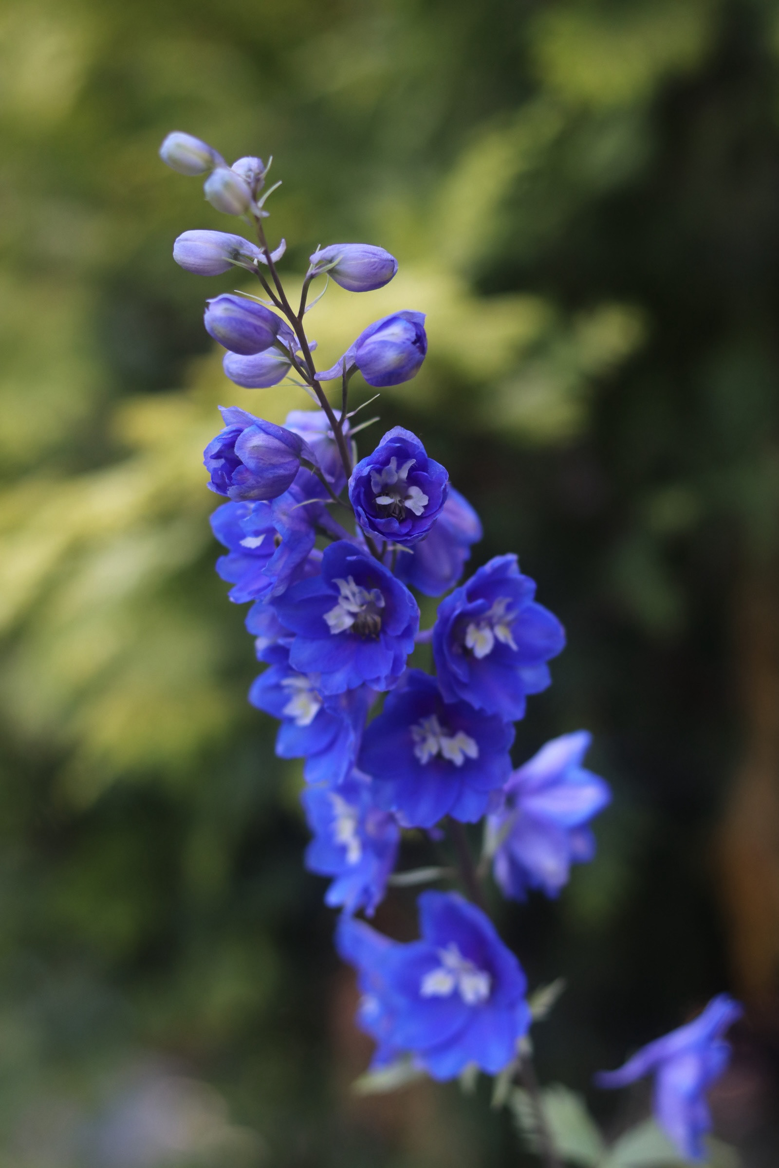 Delphiniums 25' 
