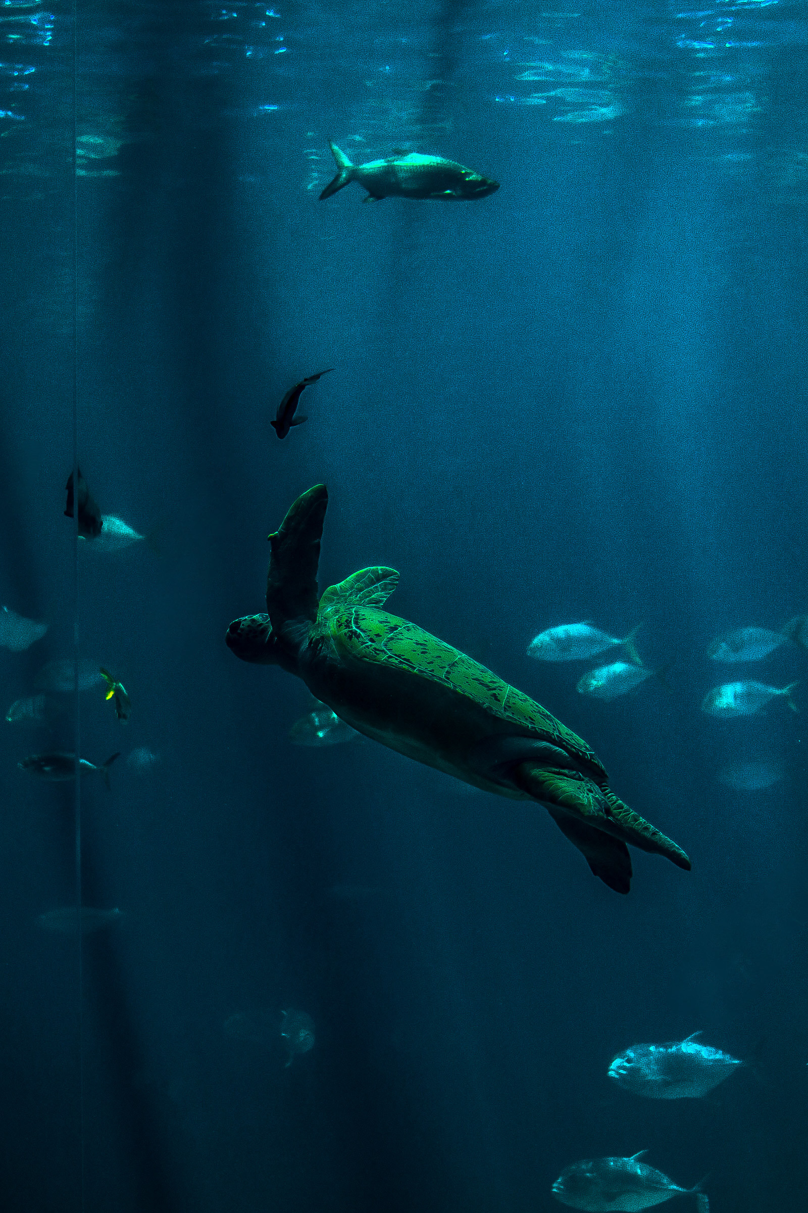 Green Sea Turtle 25'
