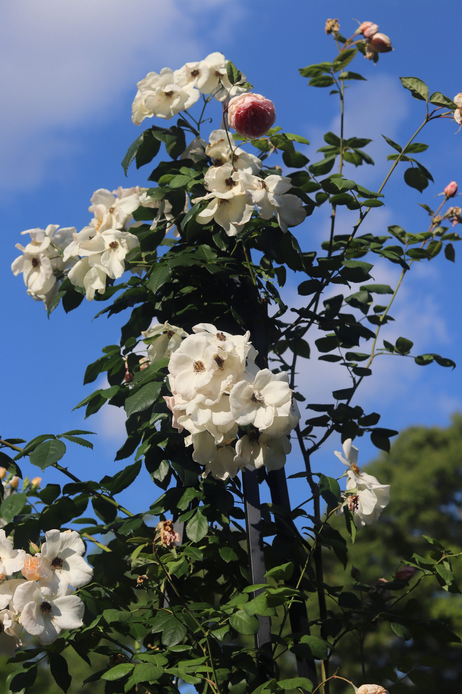 Climbing Iceberg Rose 25' 