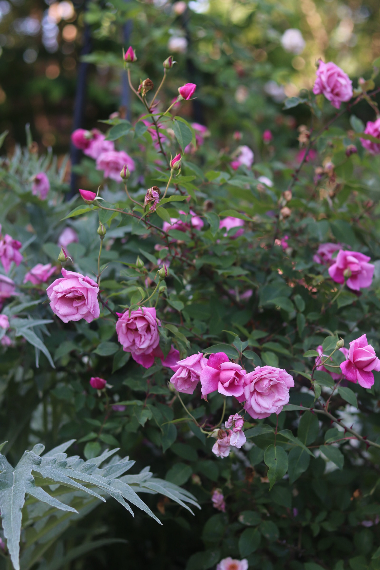 Damask Rose 25'