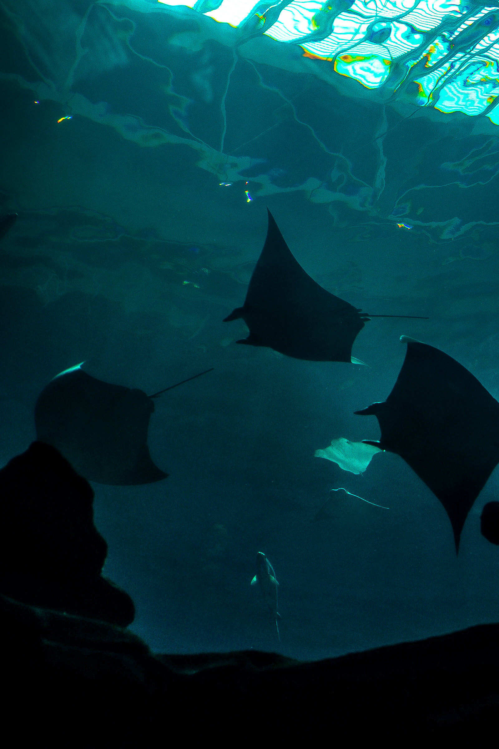 Manta Rays 25'