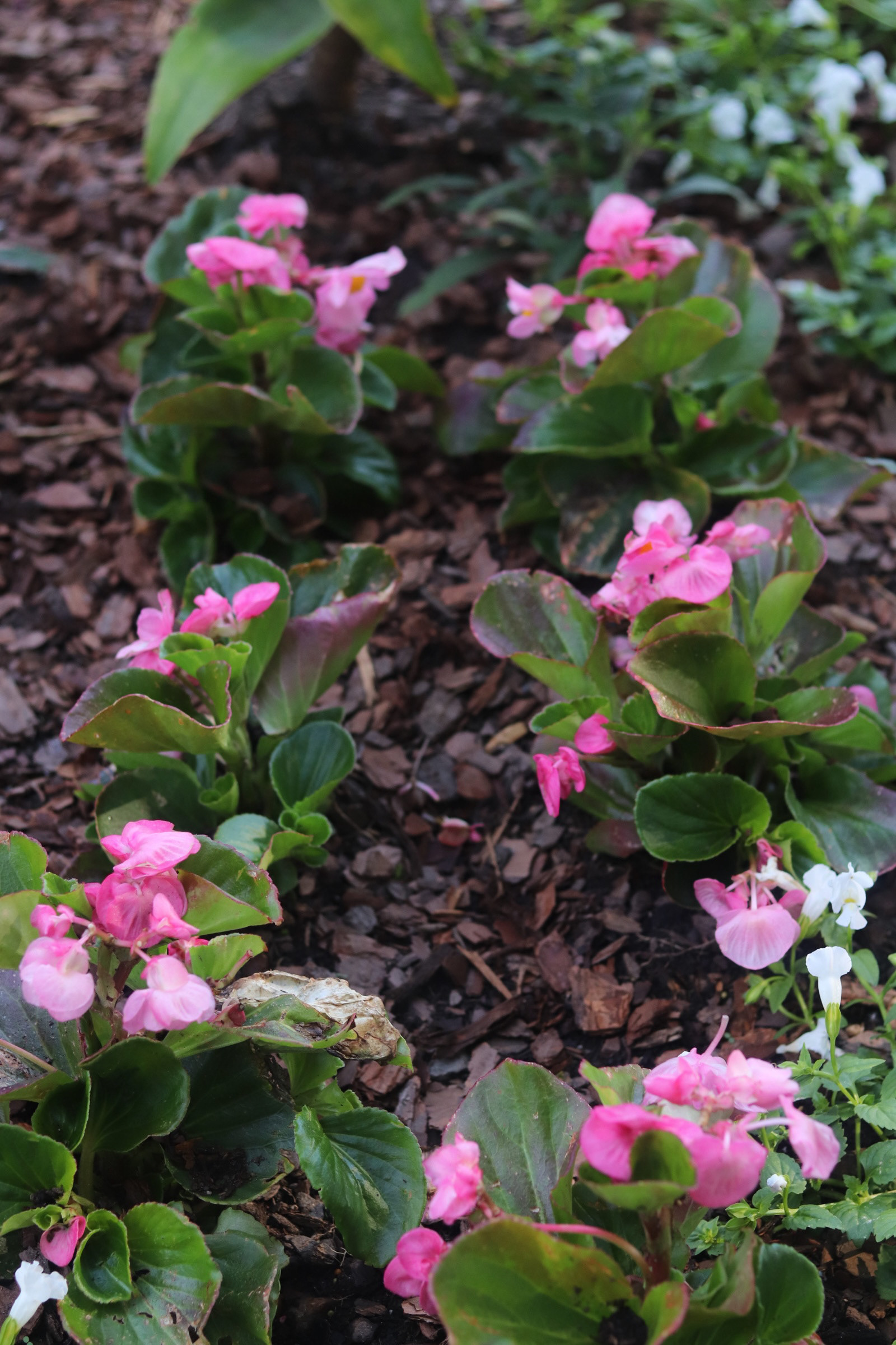 Wax Begonias 25'