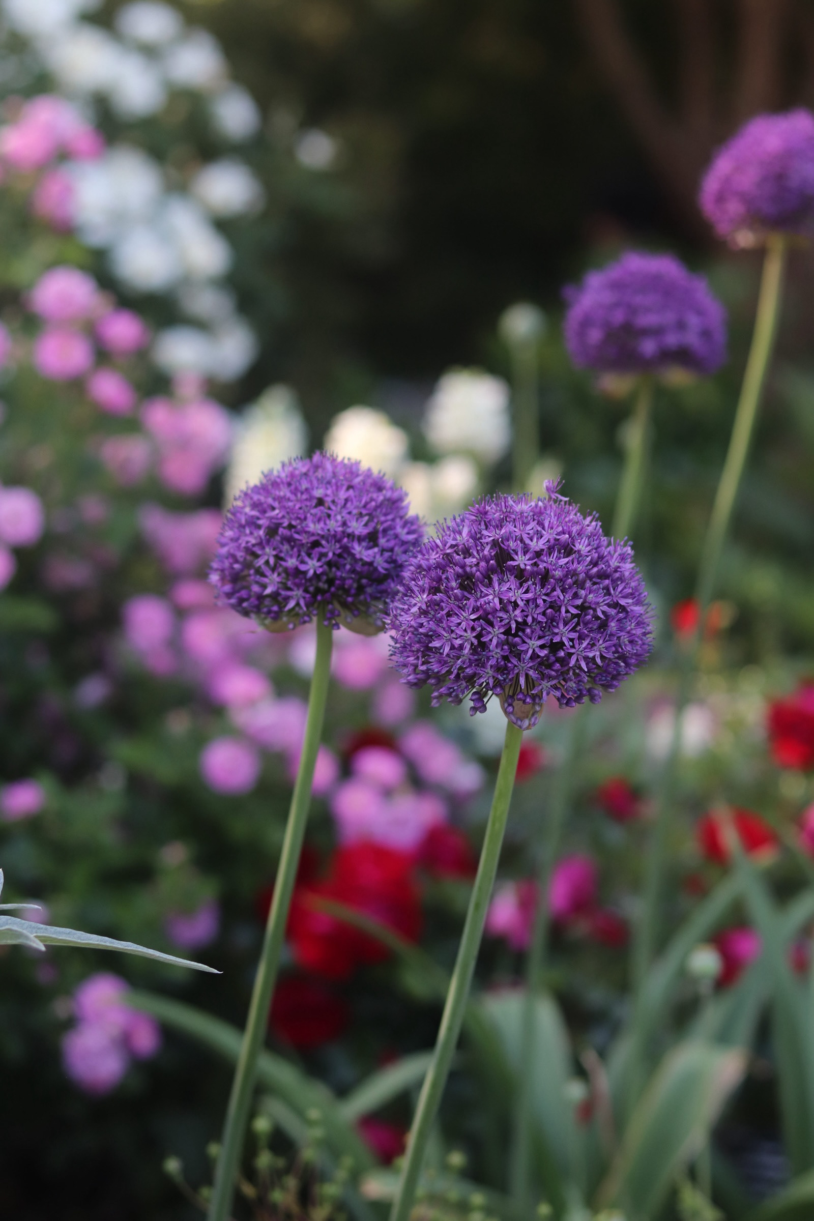 Allium Gladiator 25' 