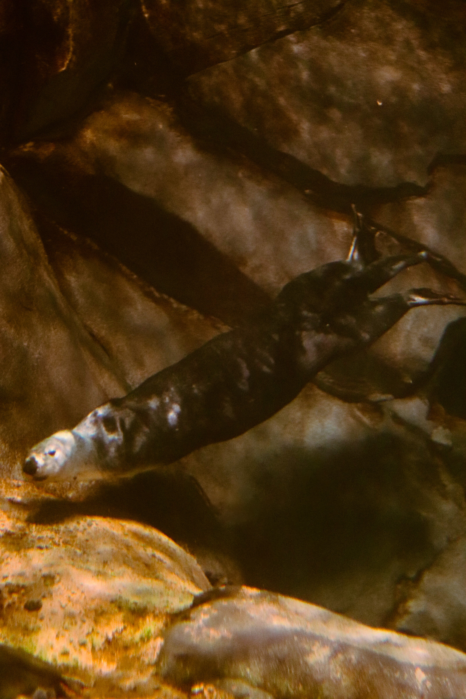 Harbor Seal 25'